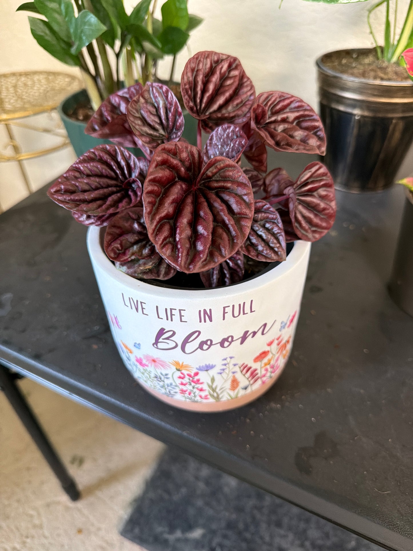Peperomia- Red Ripple