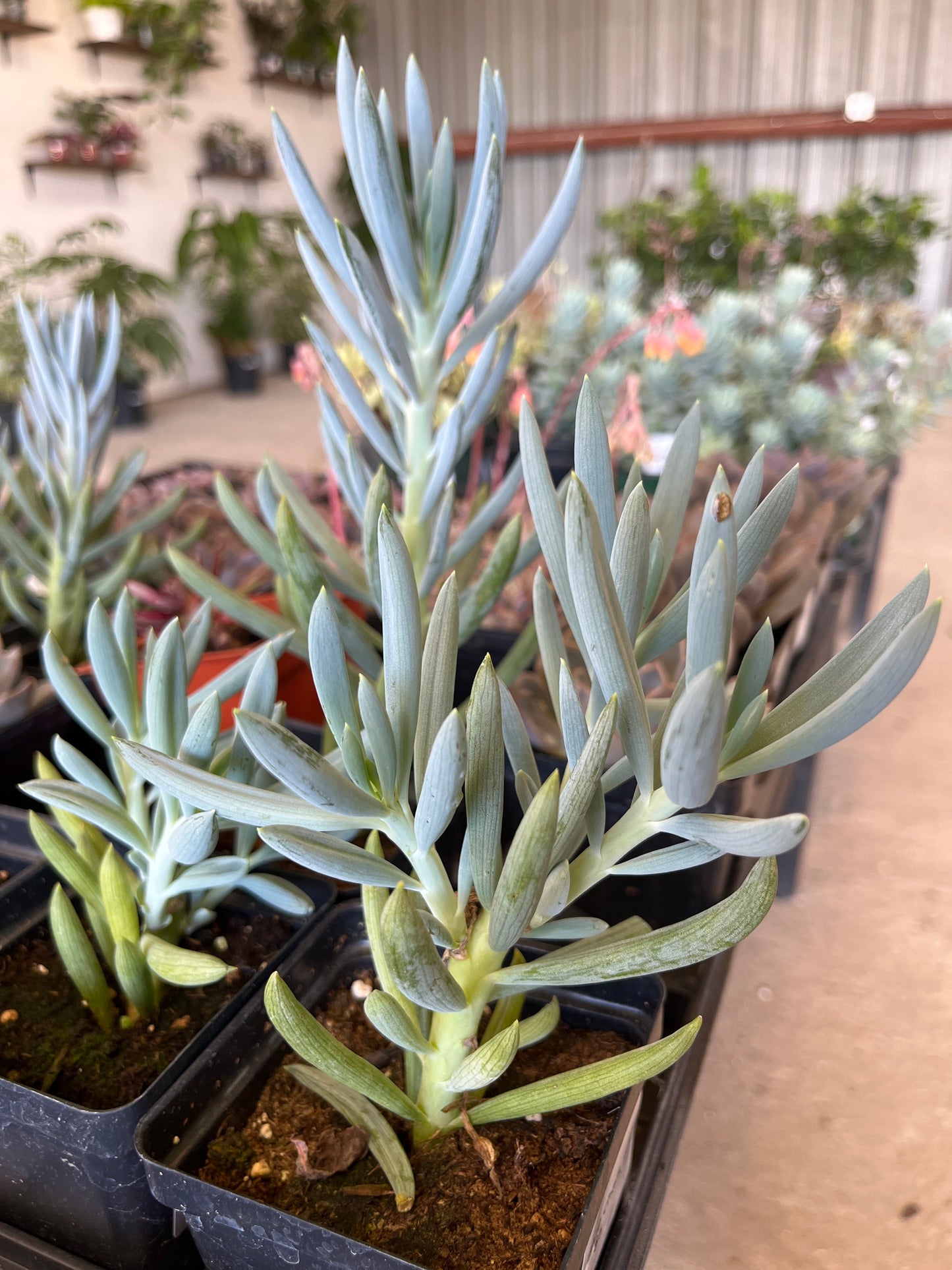 Senecios Blue Chalk Stick