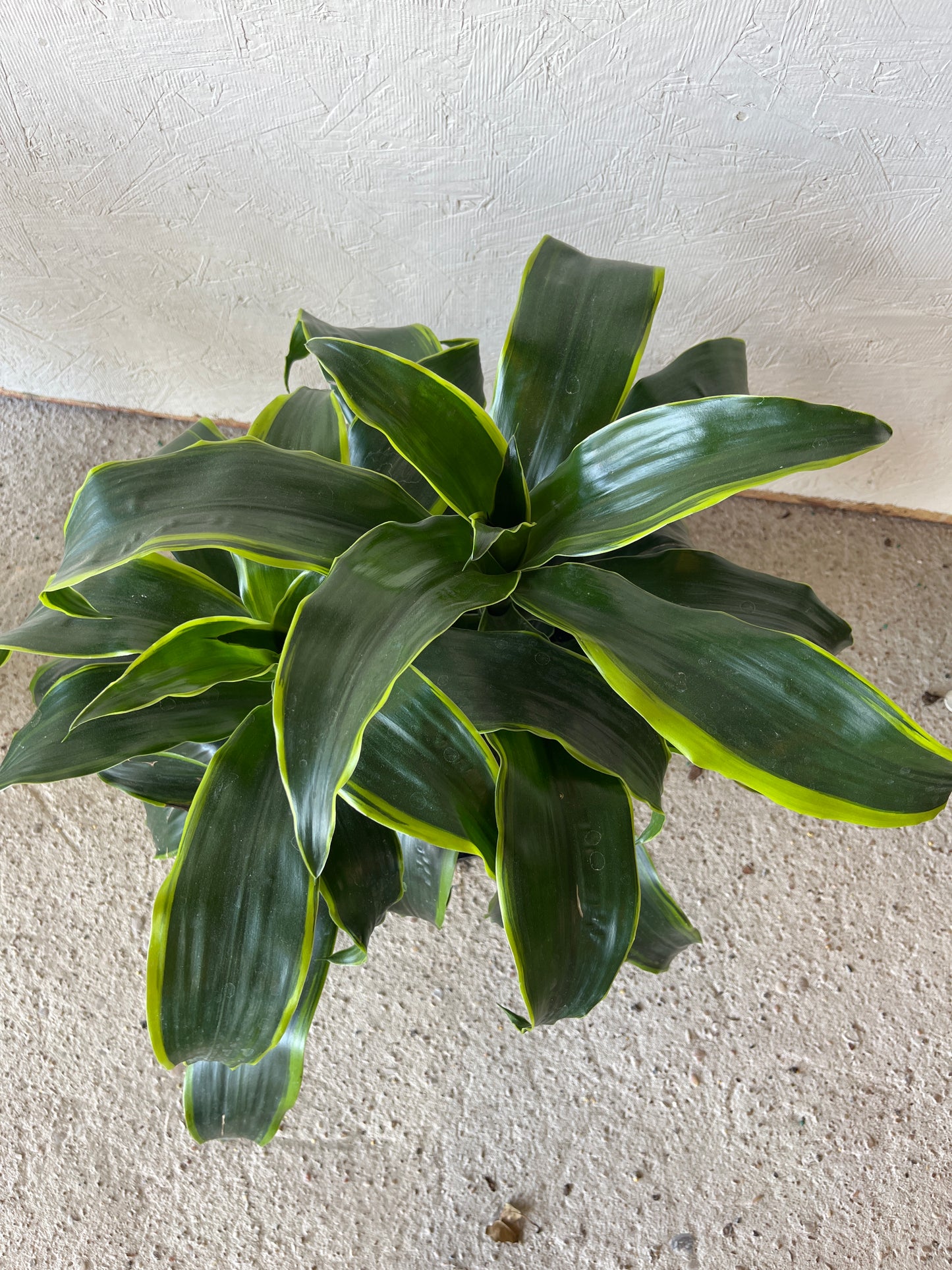 Dracaena Dorado