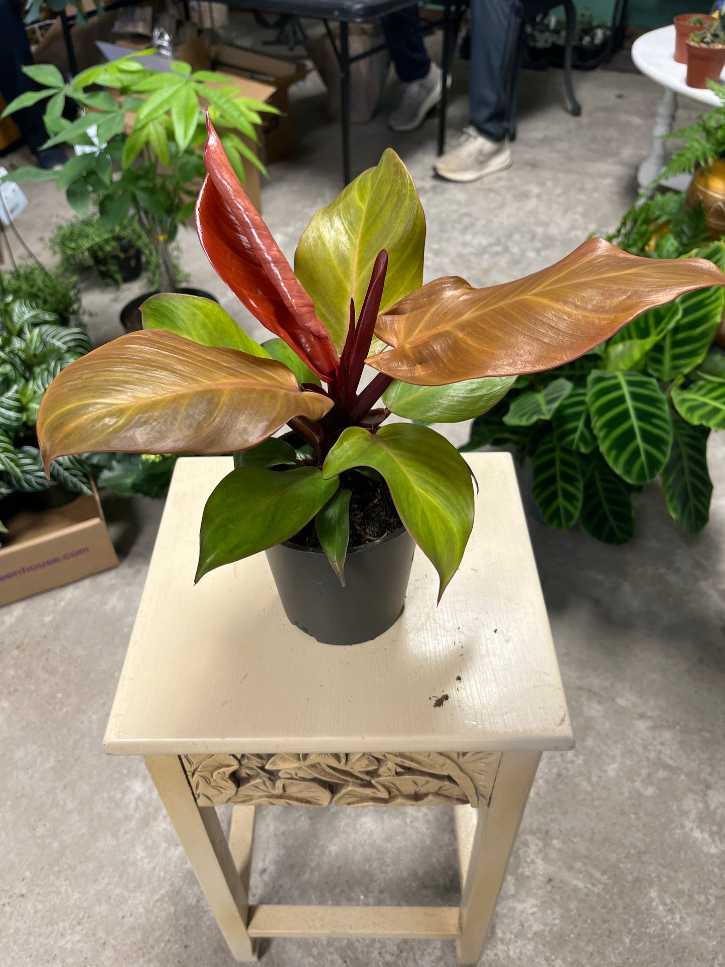 Philodendron- Red Luna