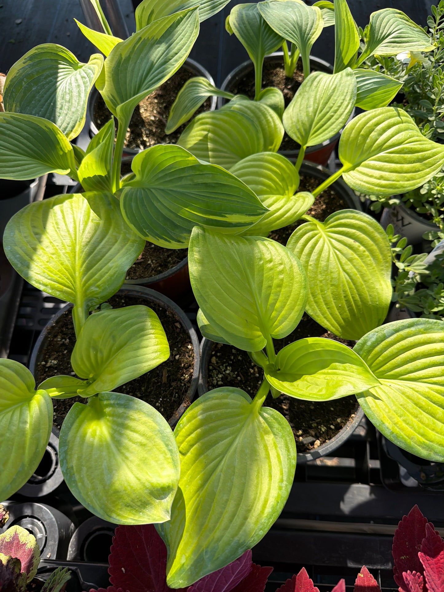 Hosta