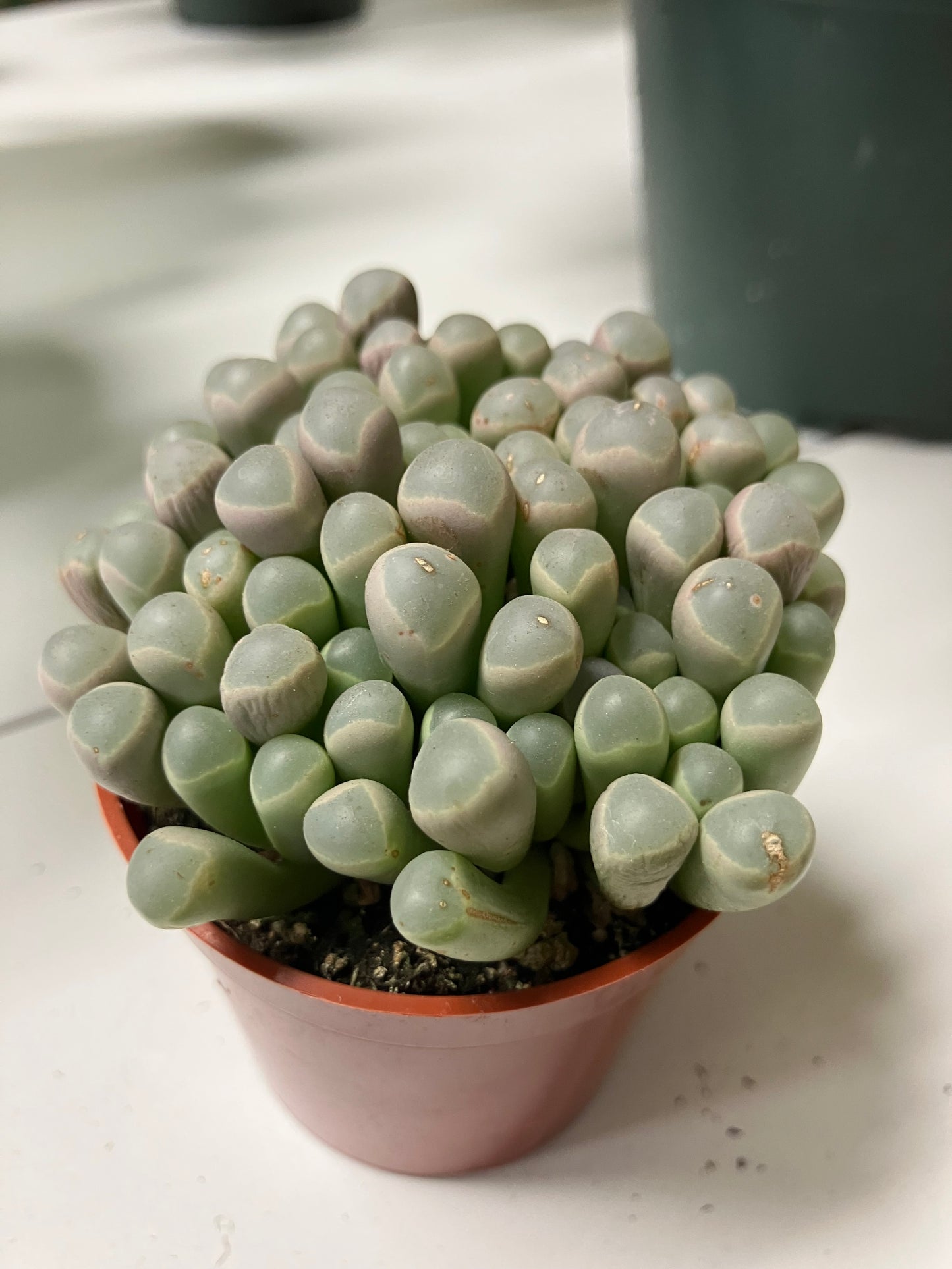 Baby Toes