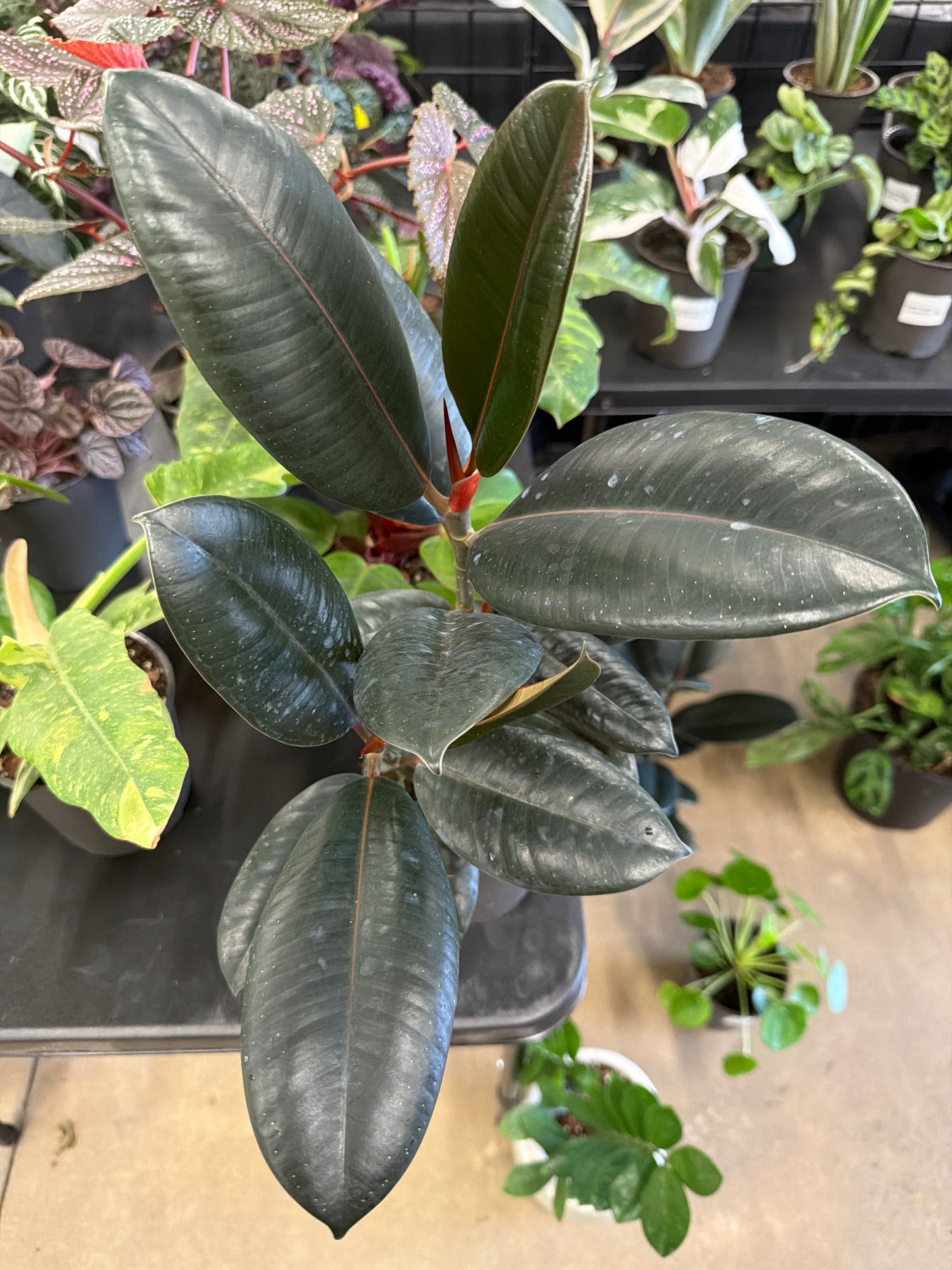 Rubber Tree- Burgandy