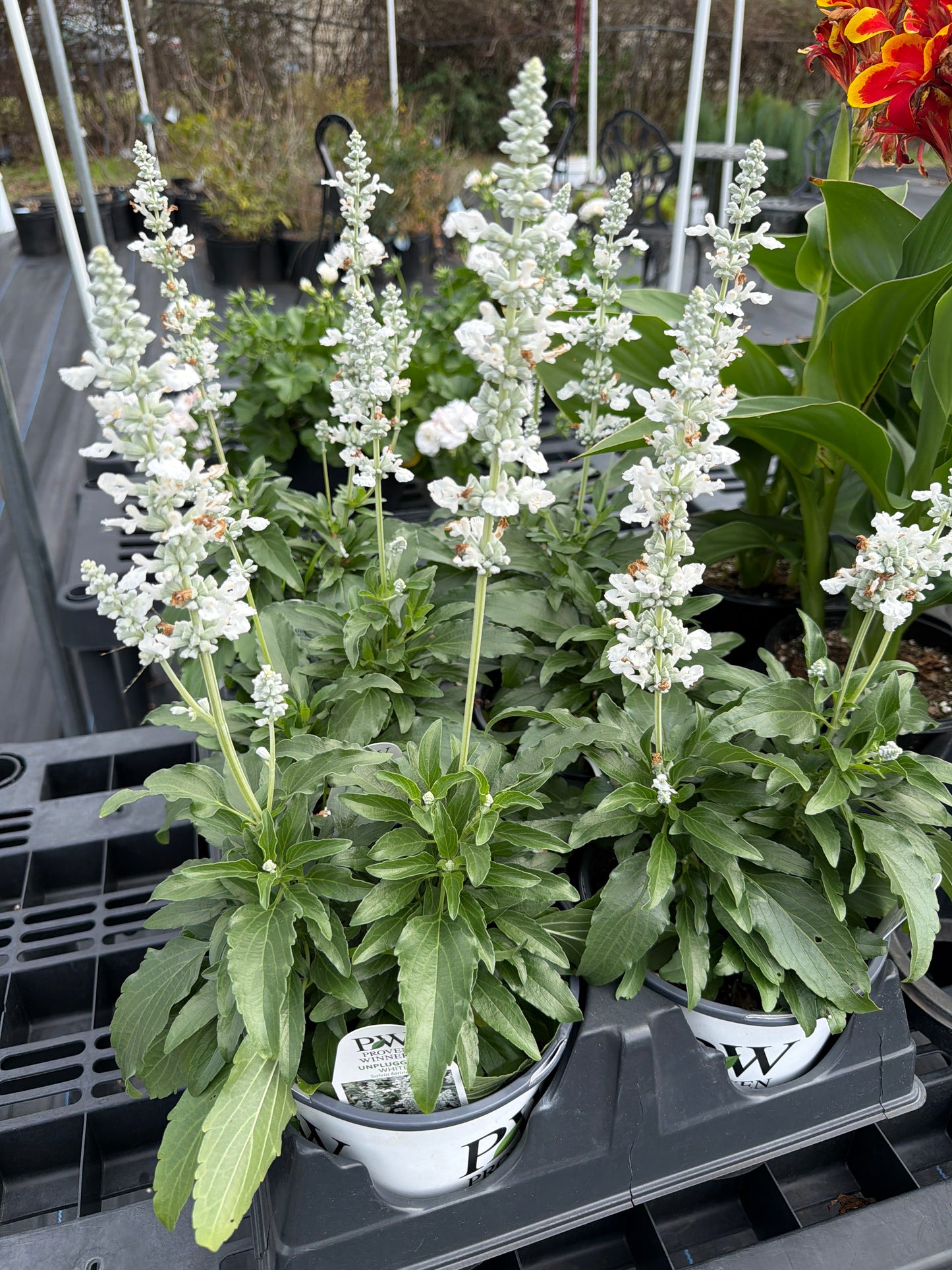 Salvia- Proven Winner