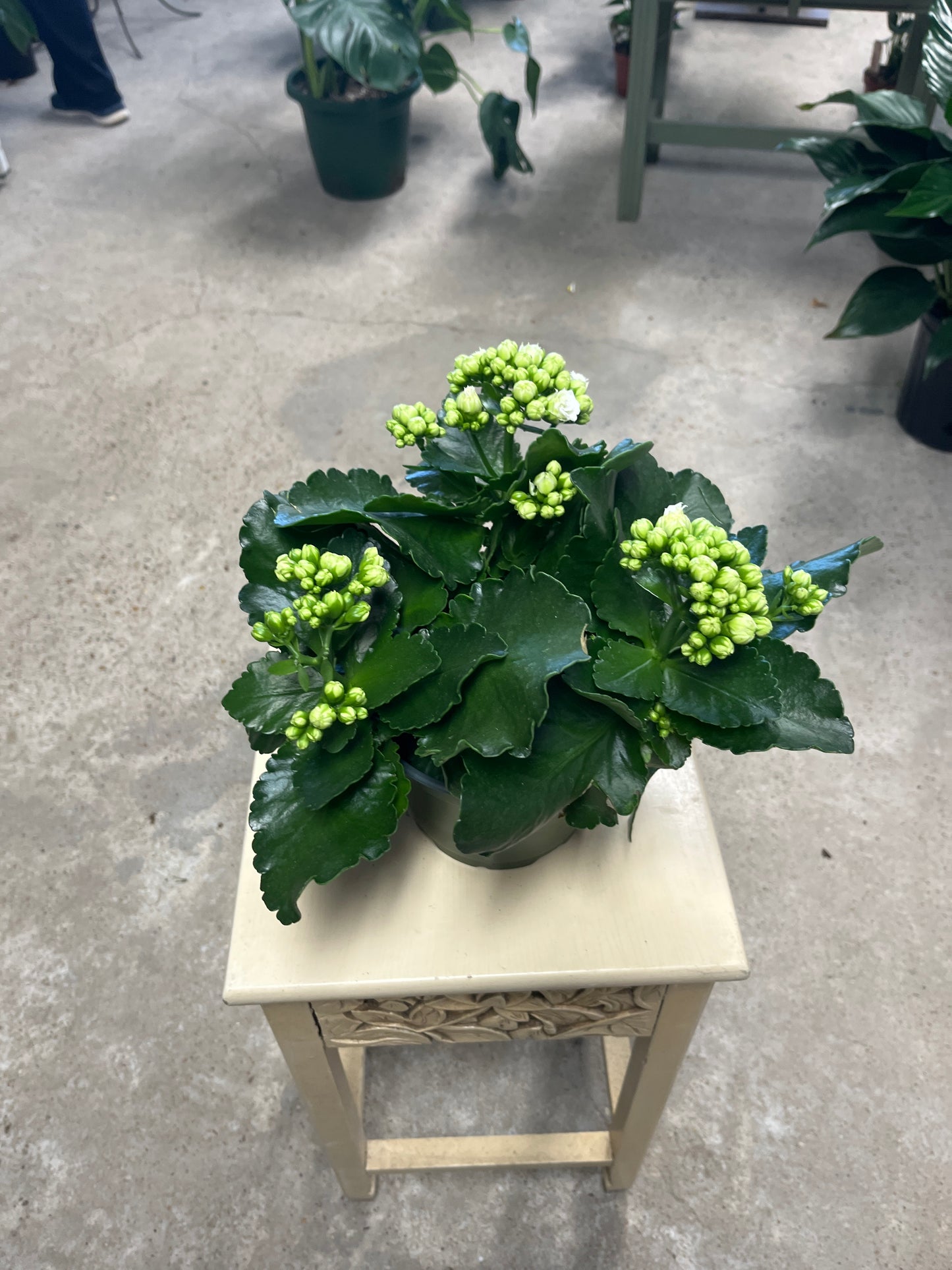 Kalanchoe