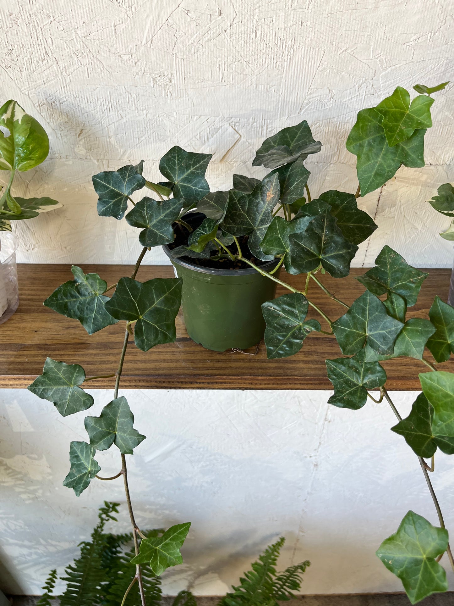 Hedera Ivy