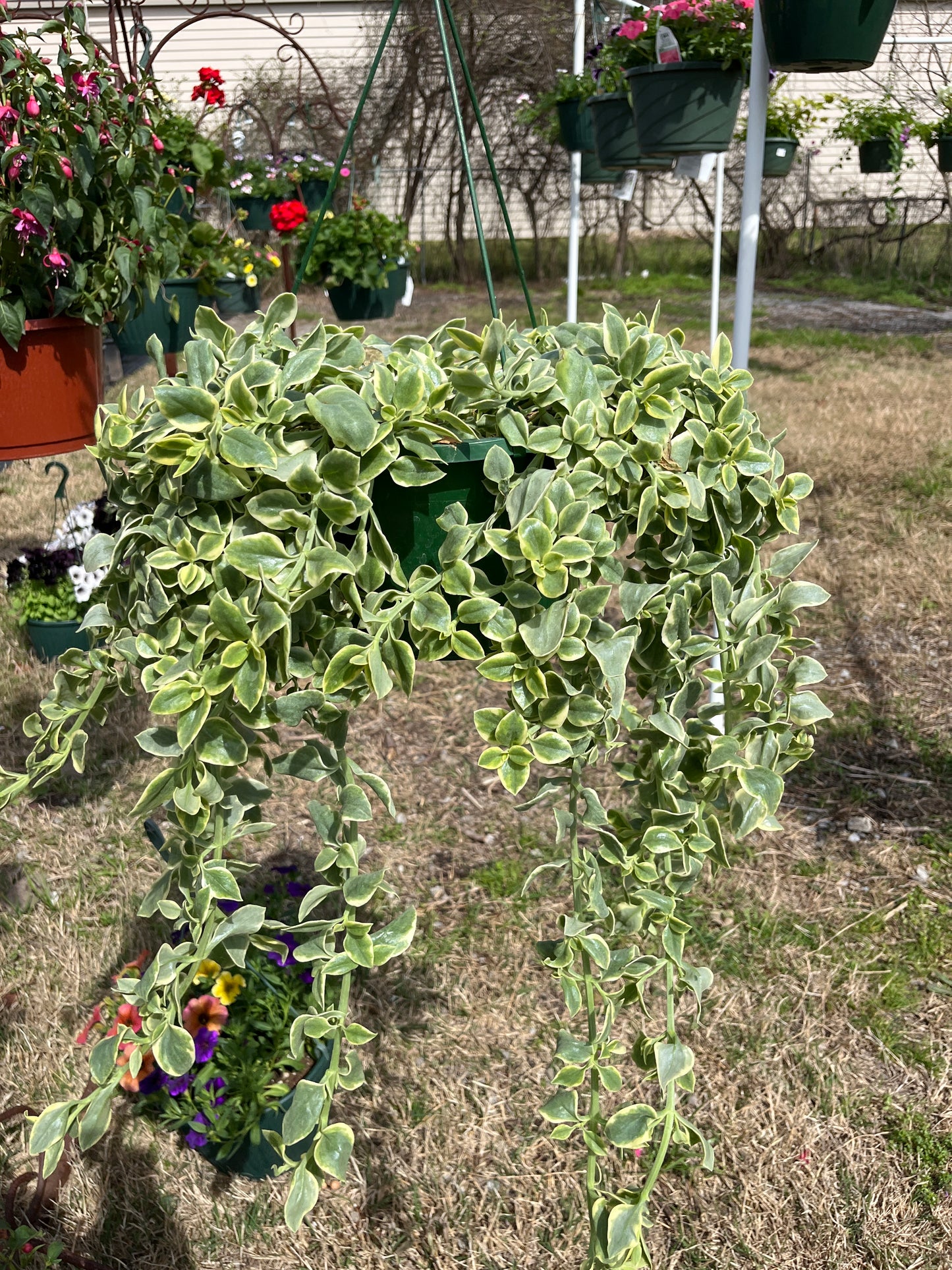 Trailing Mazoo
