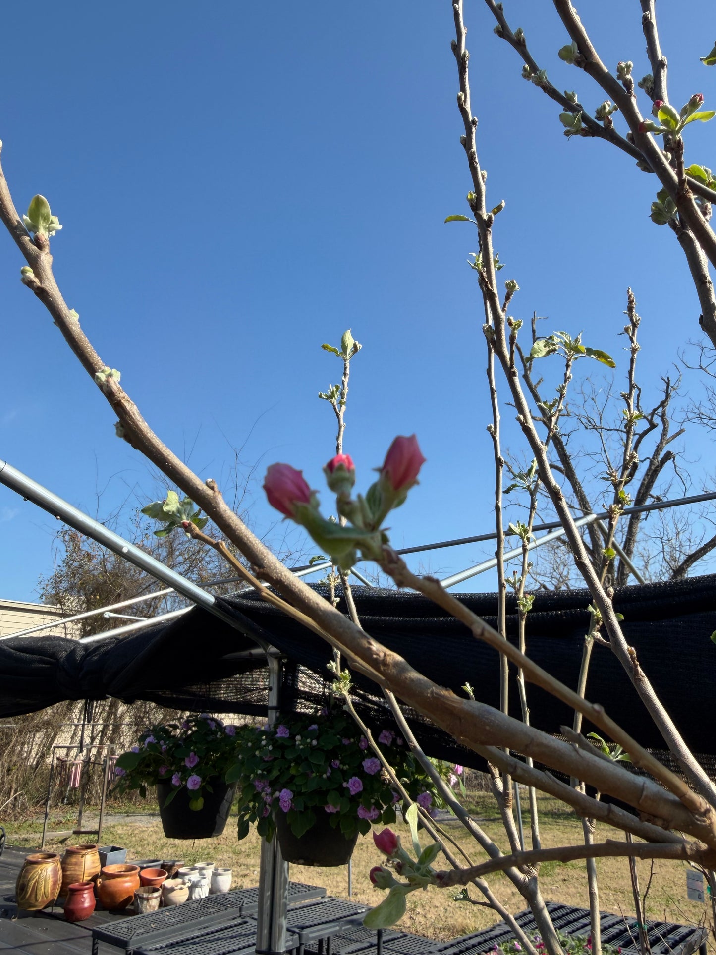 Apple Tree- Anna