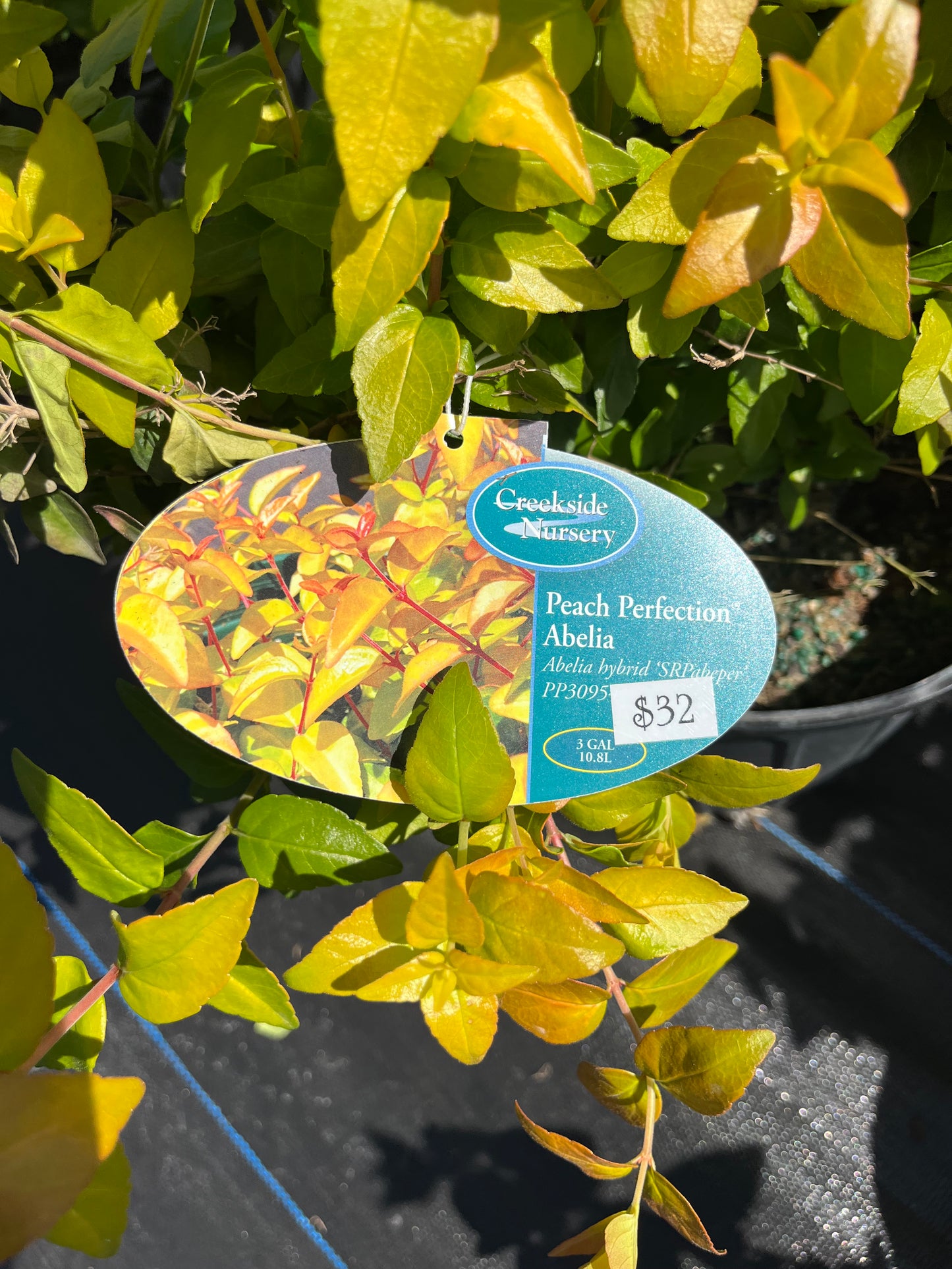 Abelia Peach Perfection