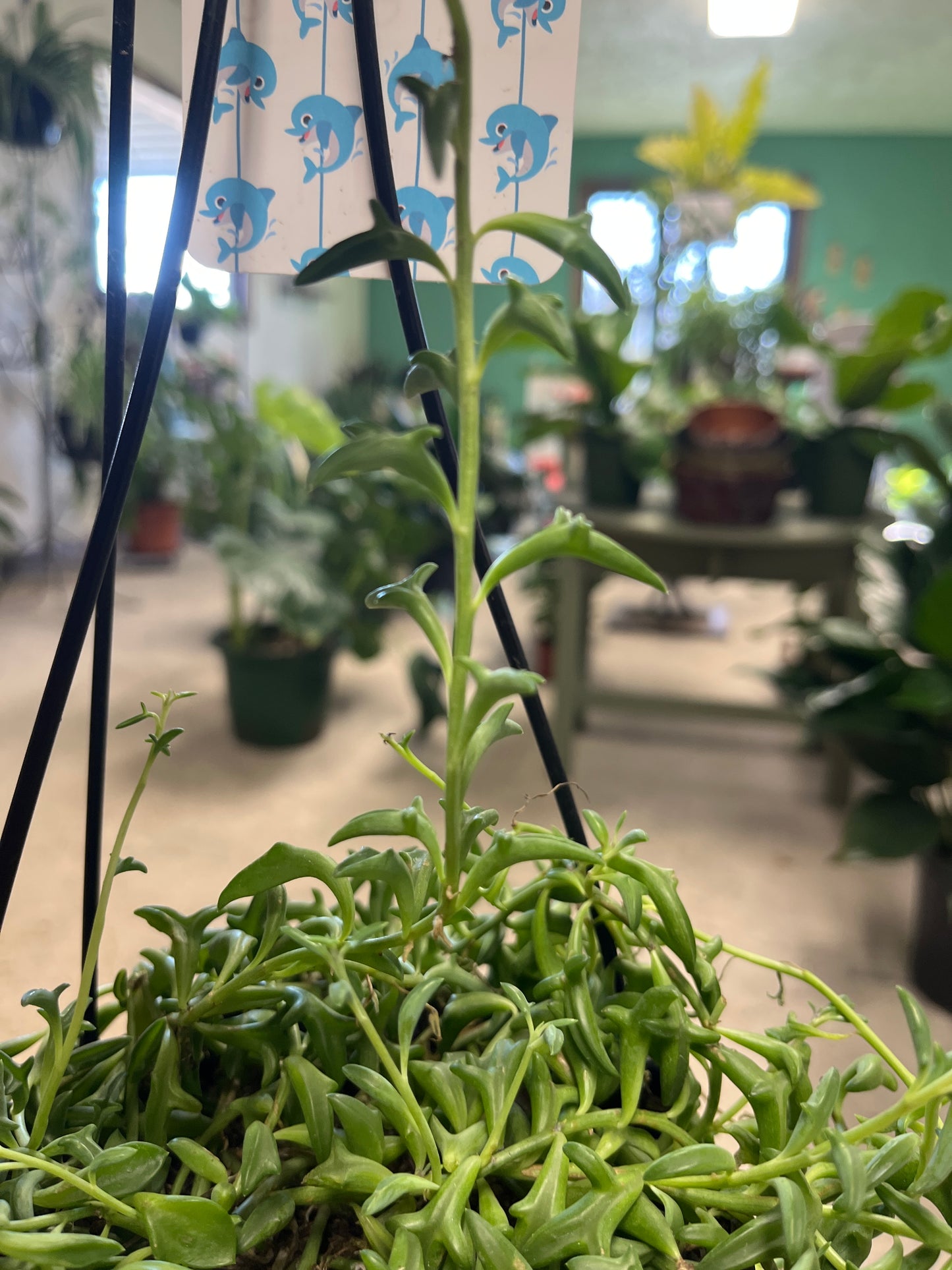 String of Dolphin