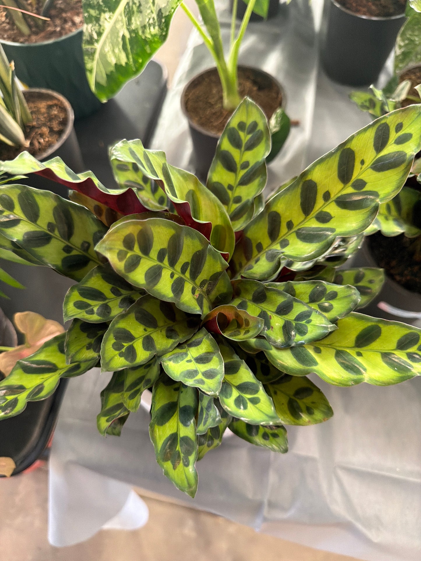 Calathea- Rattlesnake
