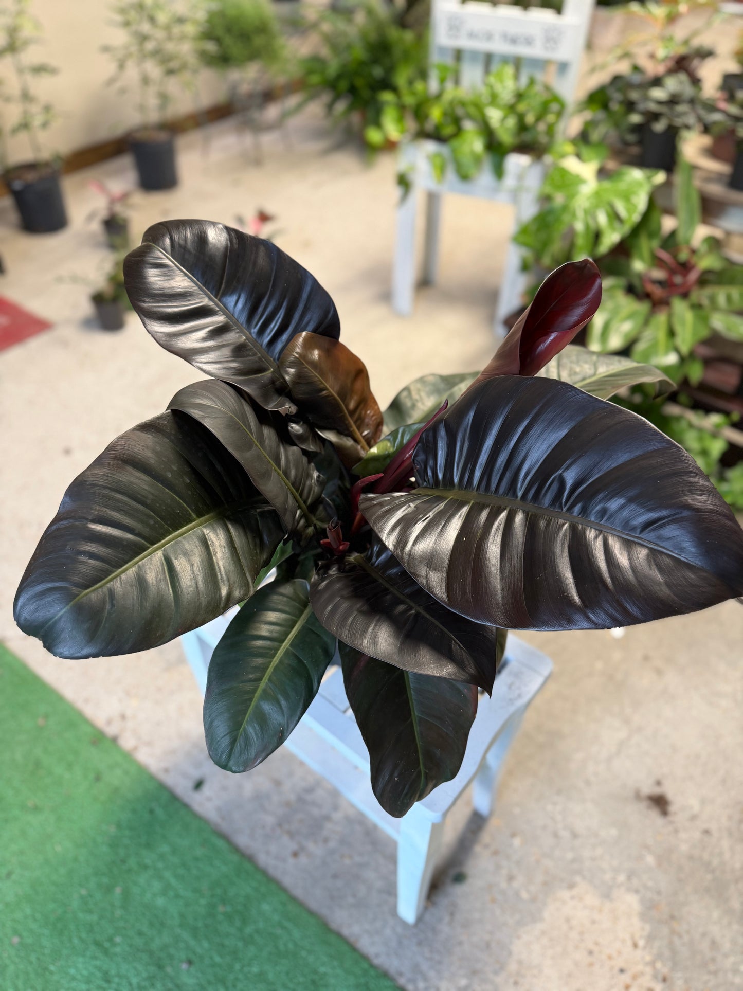 Philodendron Imperial Red