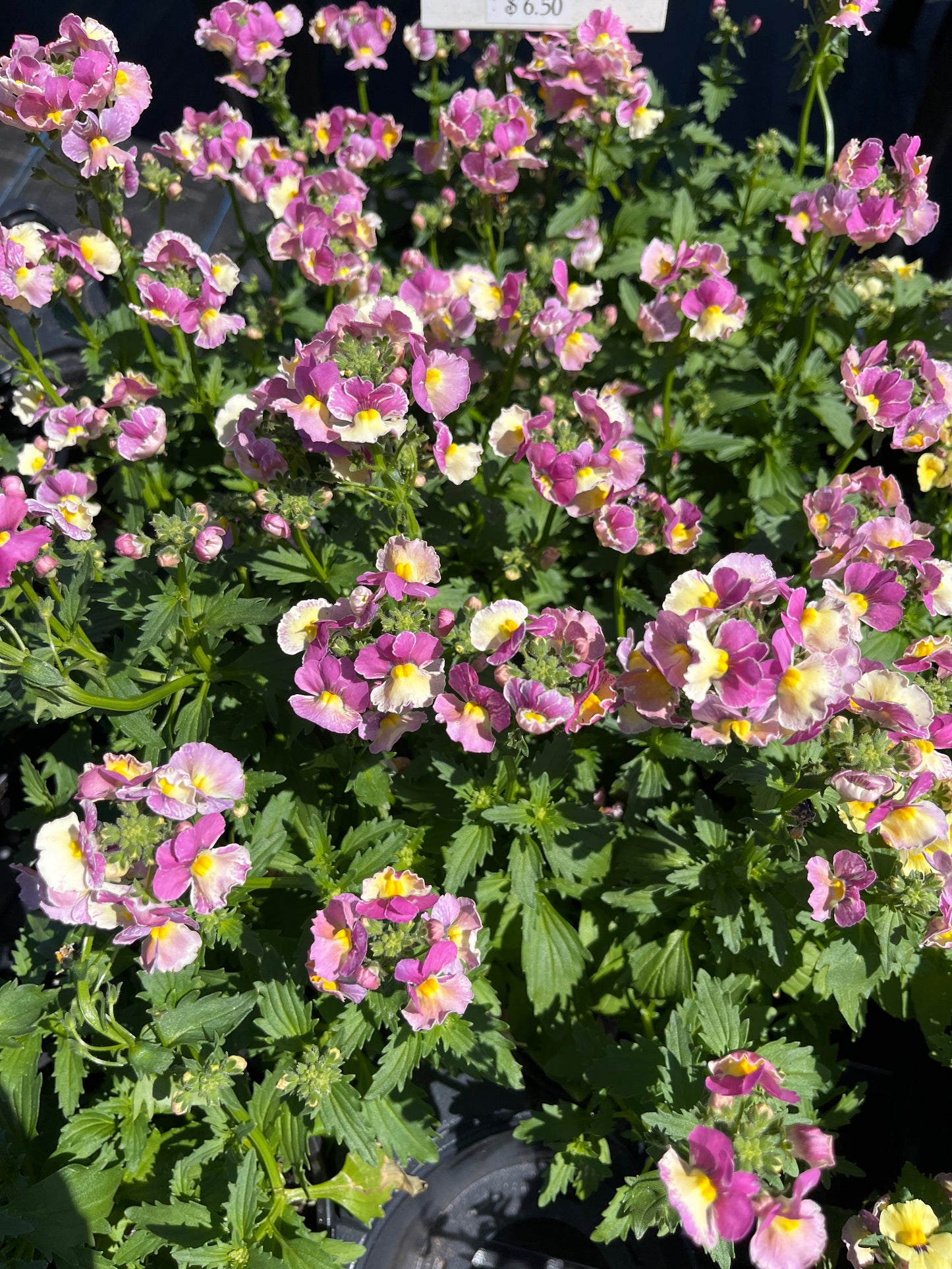 Nemesia