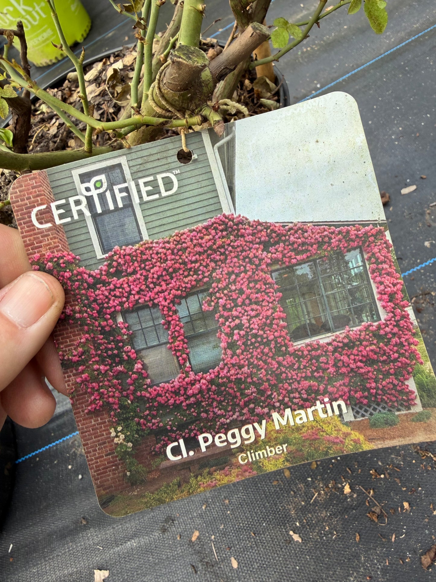 Peggy Martin Rose