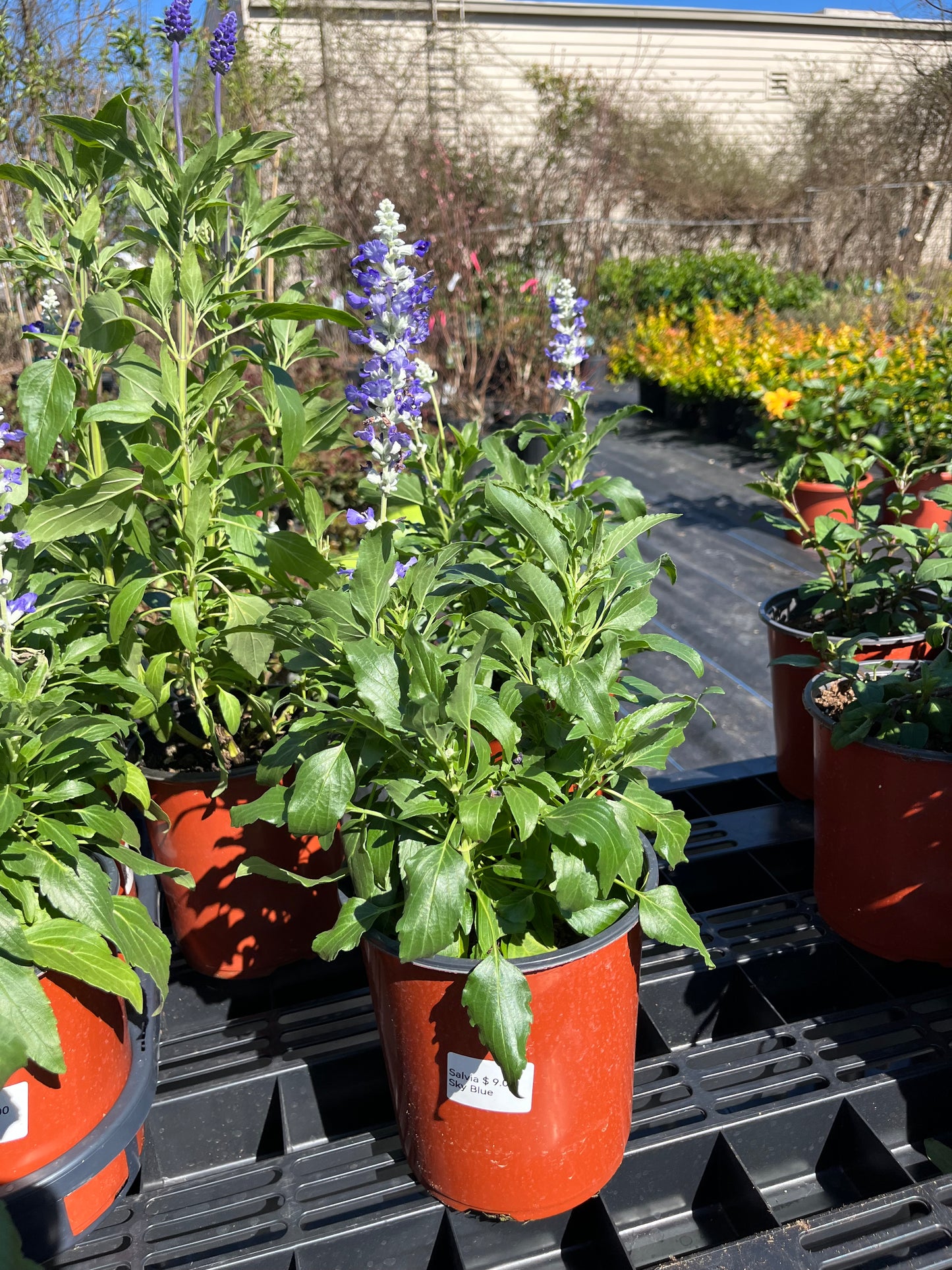 Salvia