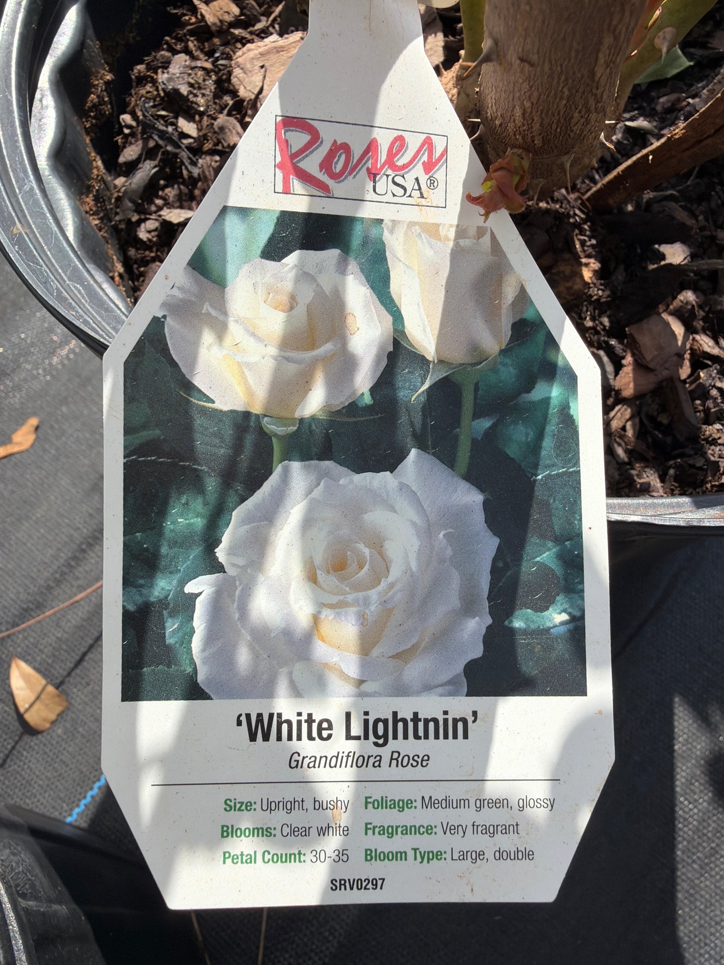 Rose- Grandiflora