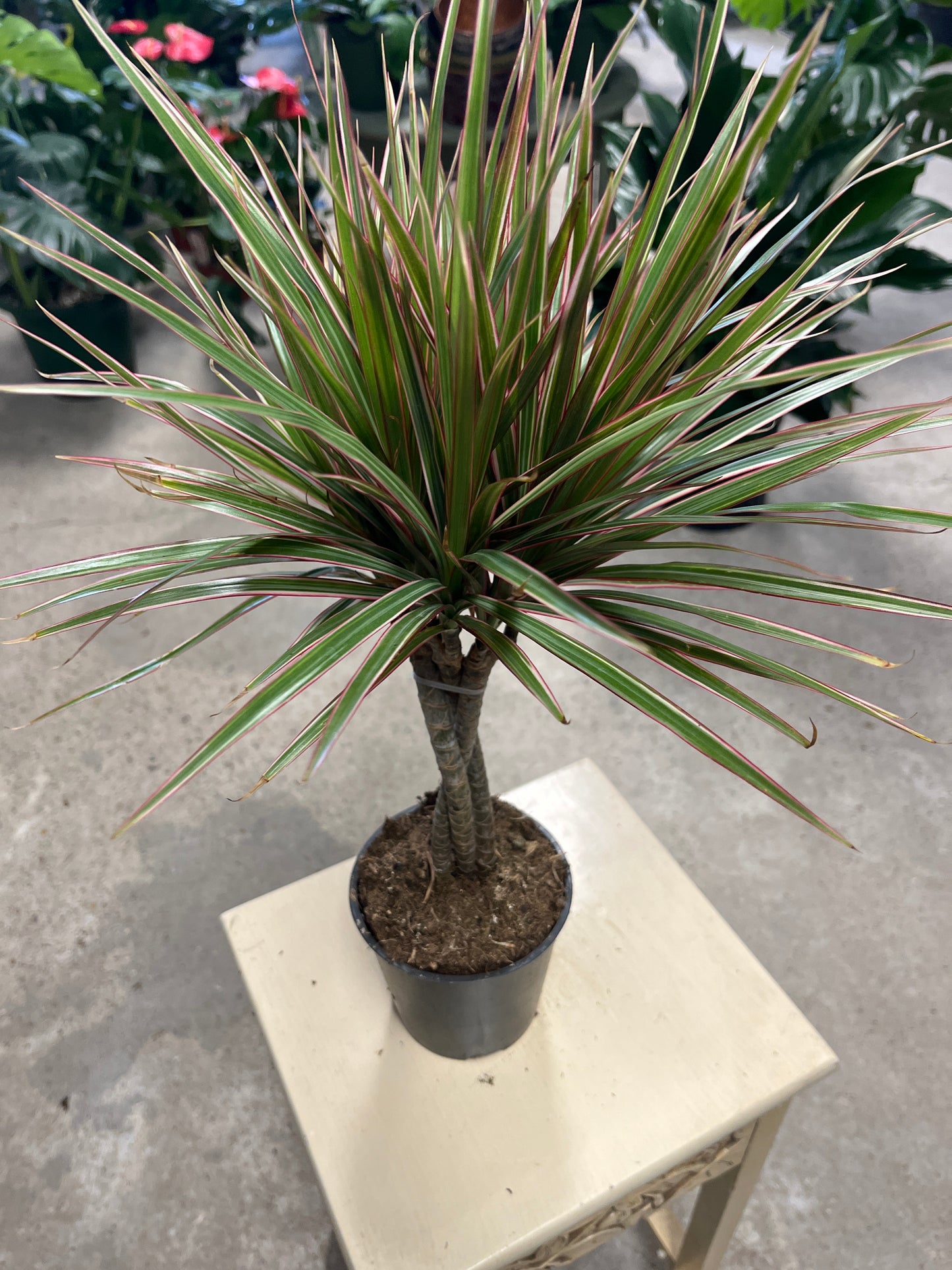 Dracena- Marginata Bicolor