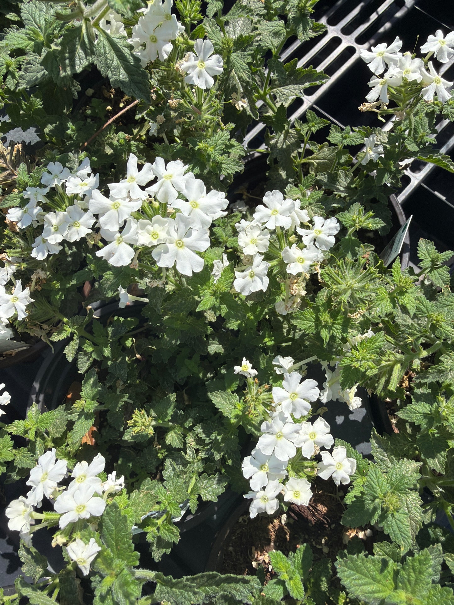 Verbena