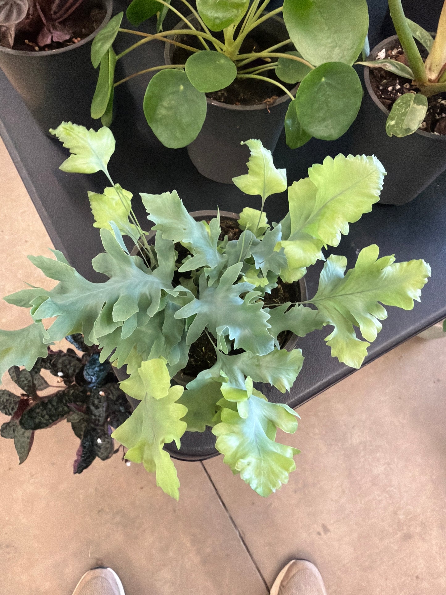 Blue Fern