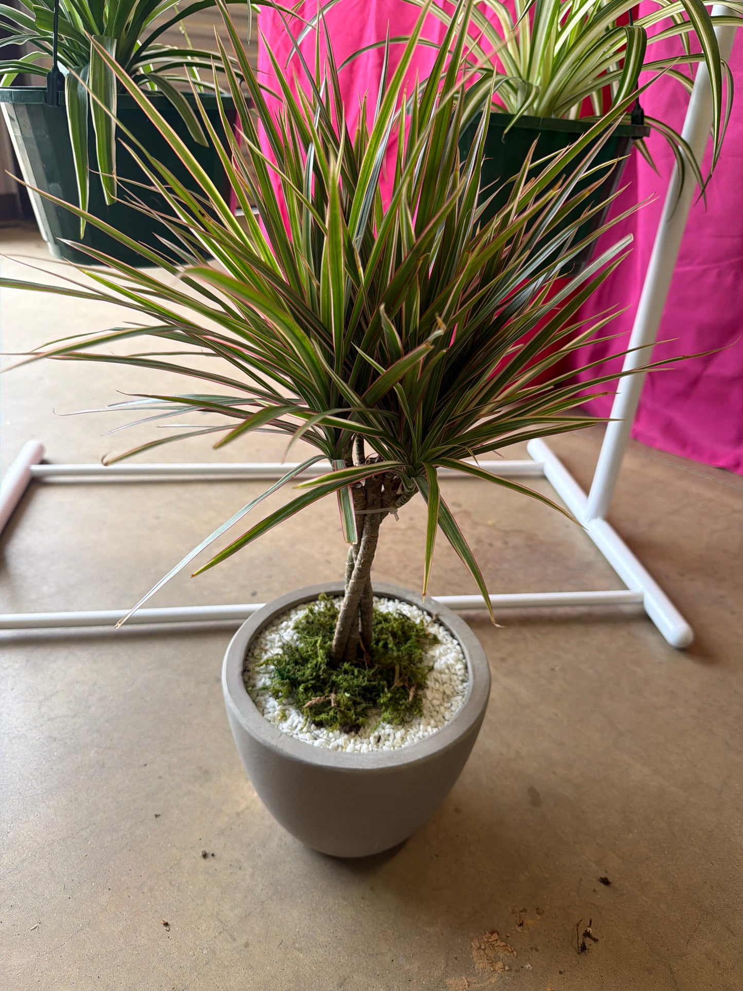 Dracena- Marginata Bicolor