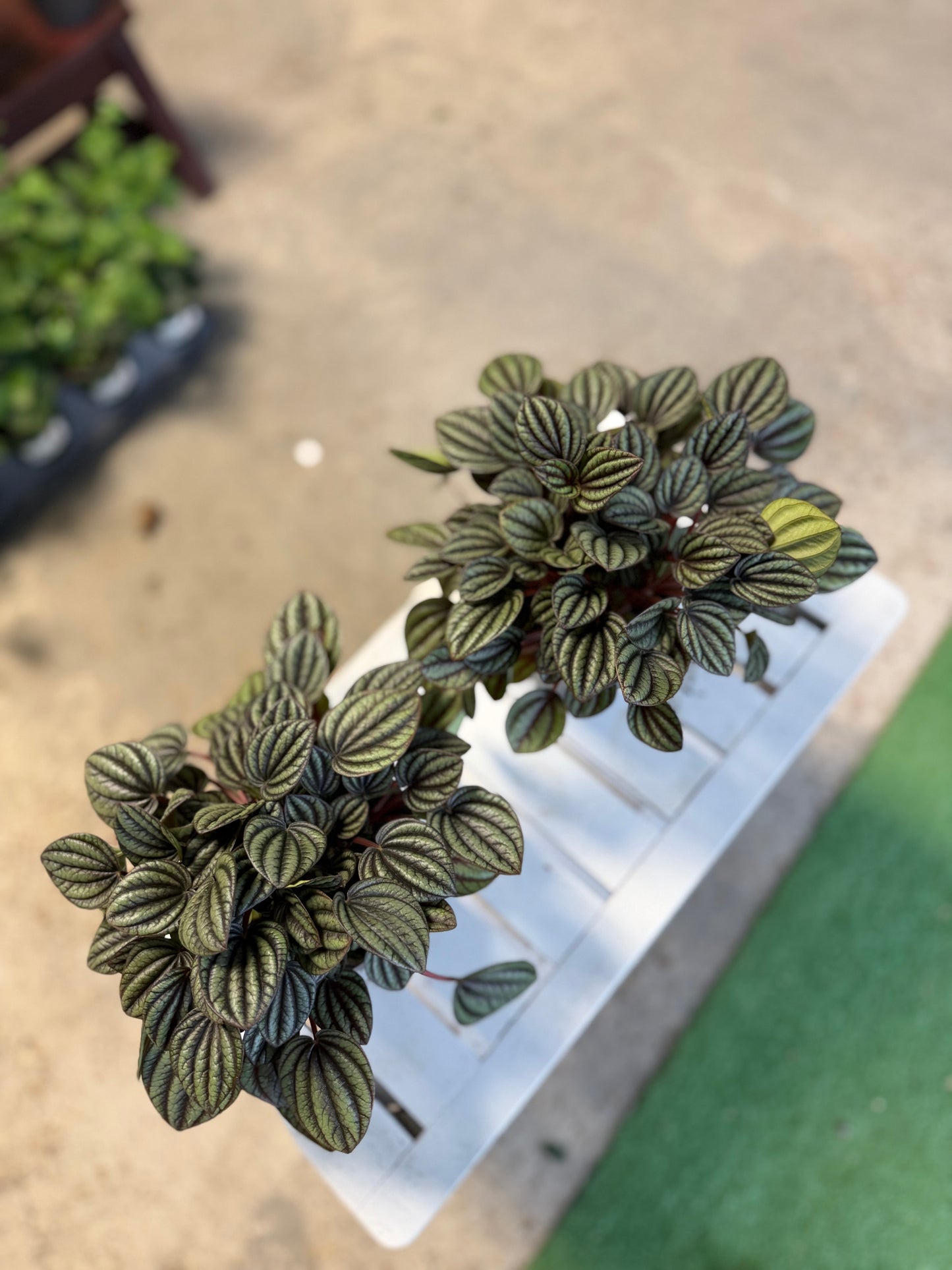 Peperomia- Piccola Banda
