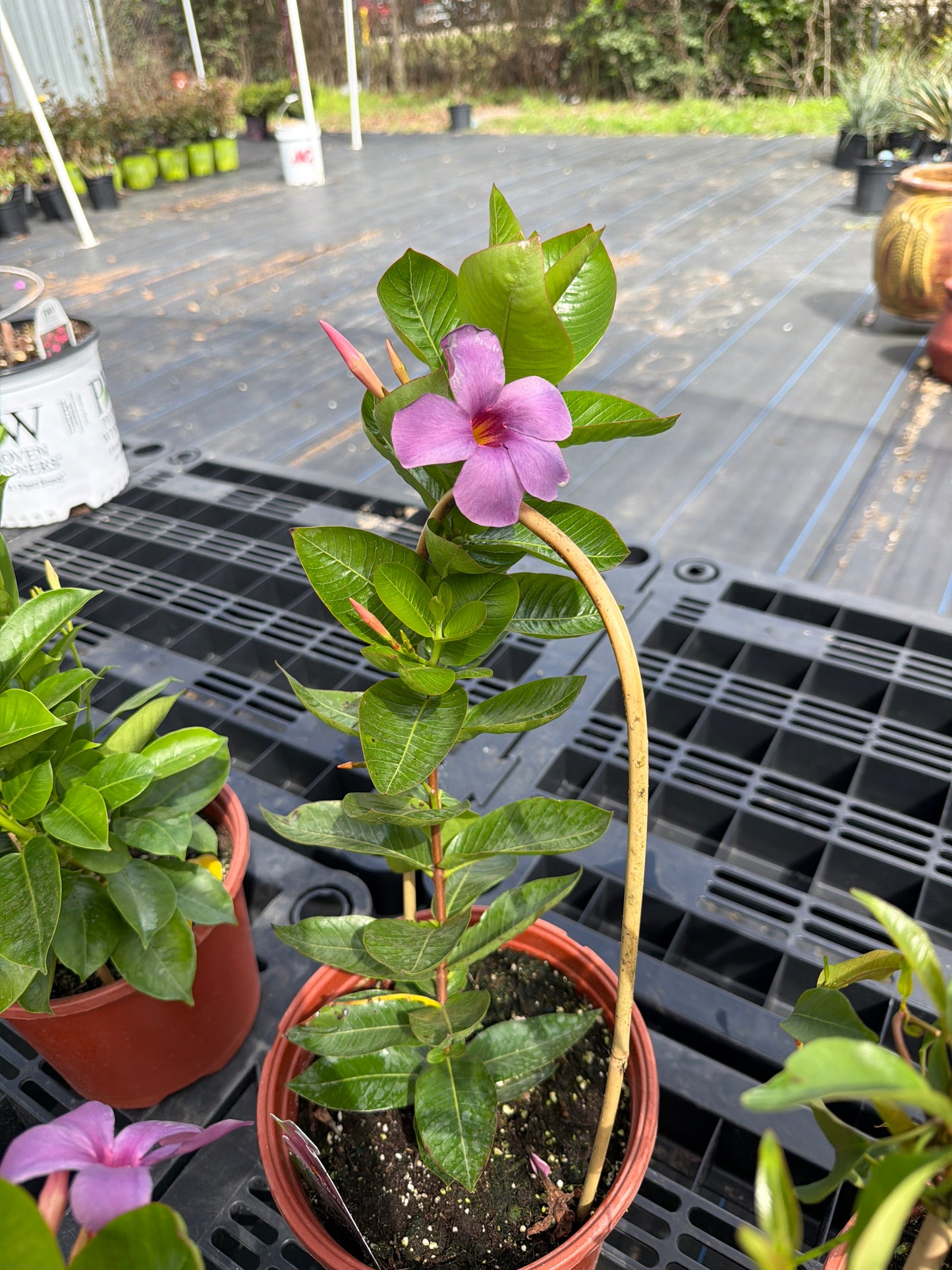 Mandevilla- Sun Parasol