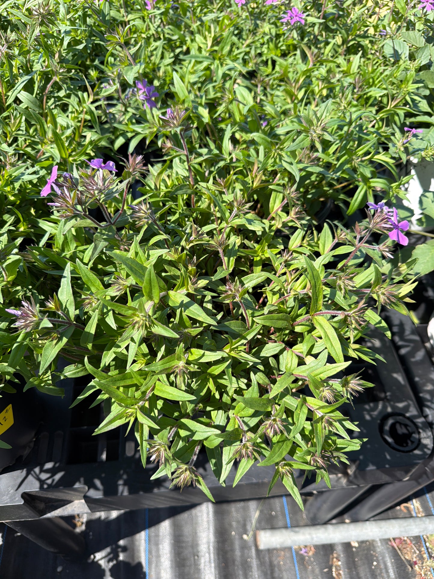 Phlox