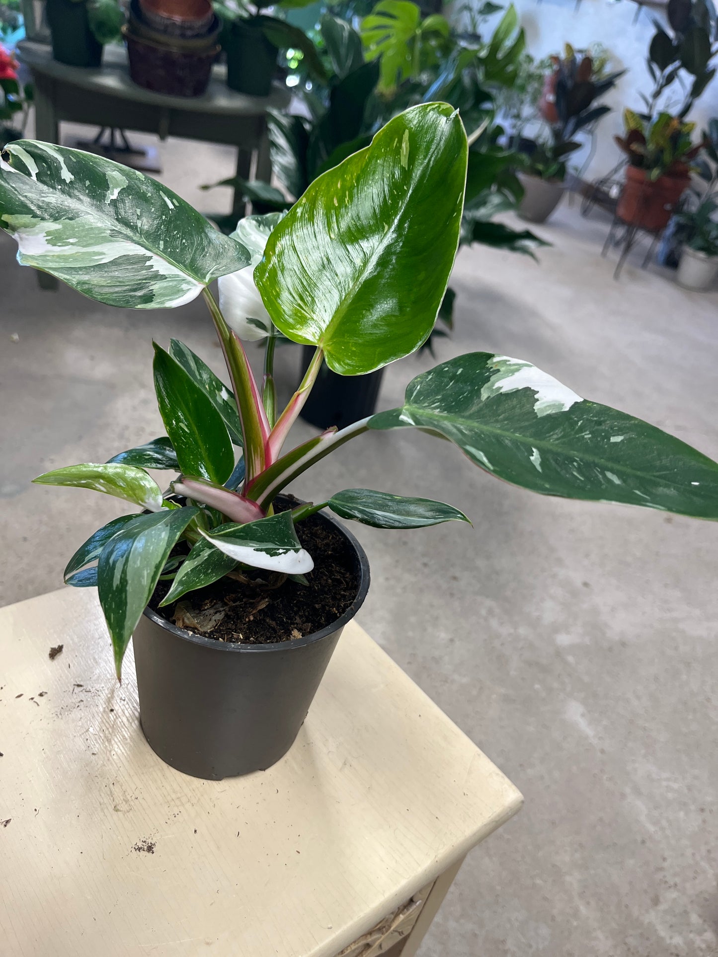 Philodendron- White Princess