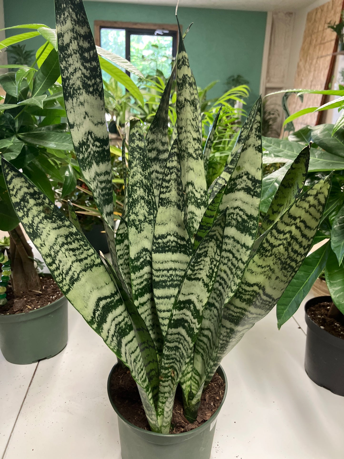 Sansevieria