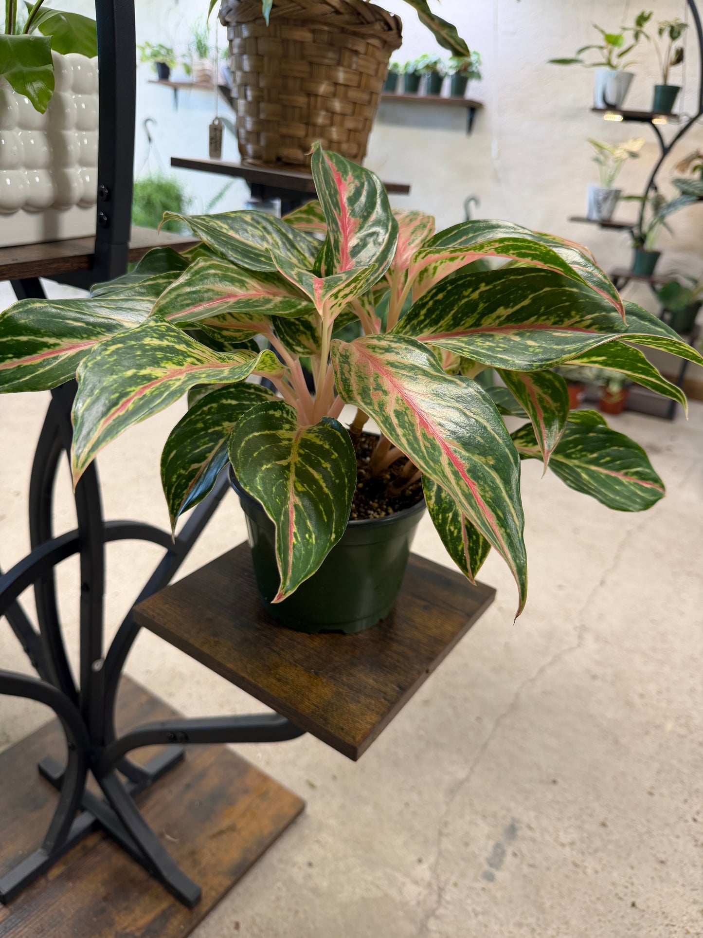 Aglaonema- Colored