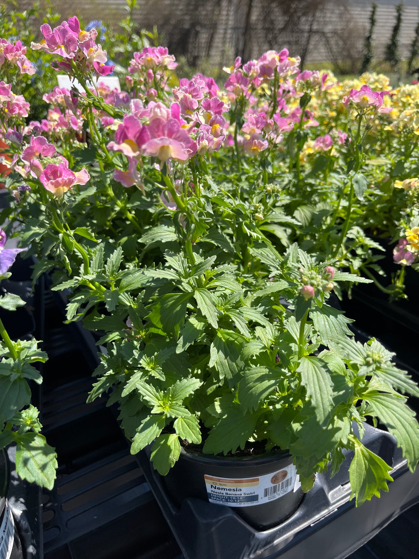 Nemesia