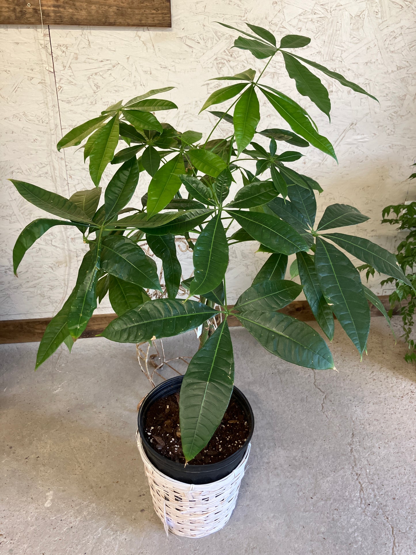 Money Tree