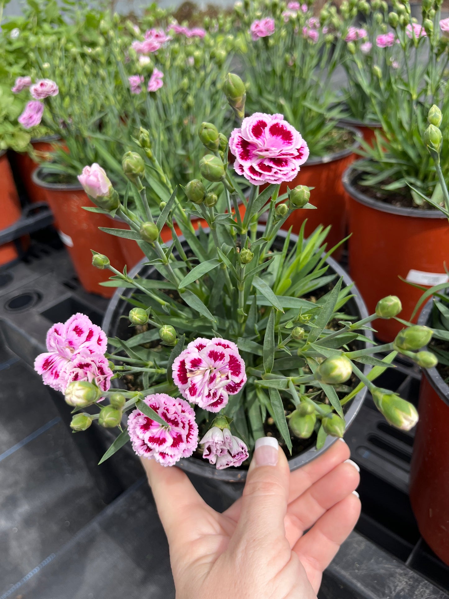 Dianthus