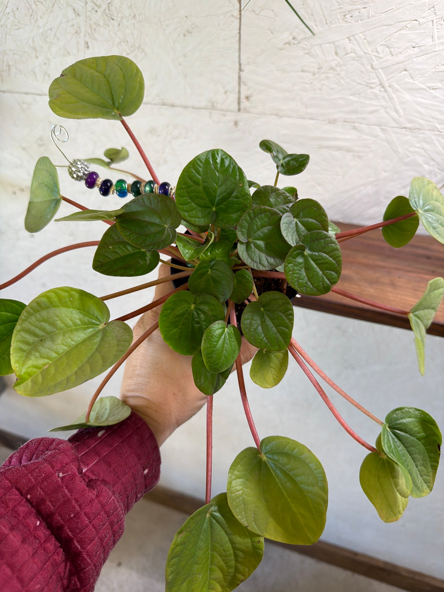 Peperomia -Rana Verde