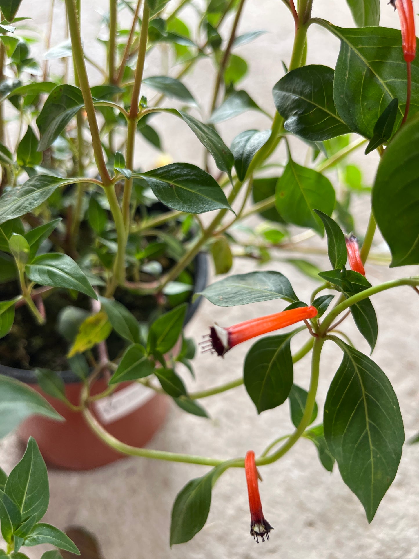 Cigar Plant
