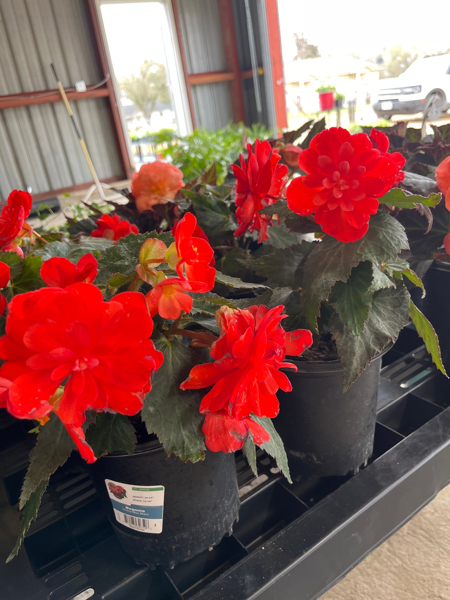 Begonia I’Conia