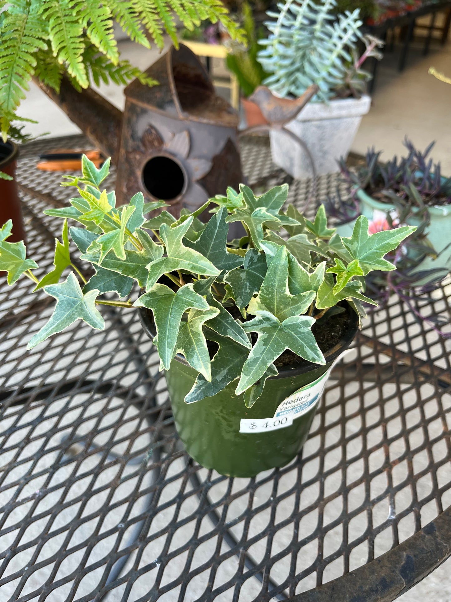 Hedera Varigated Ivy