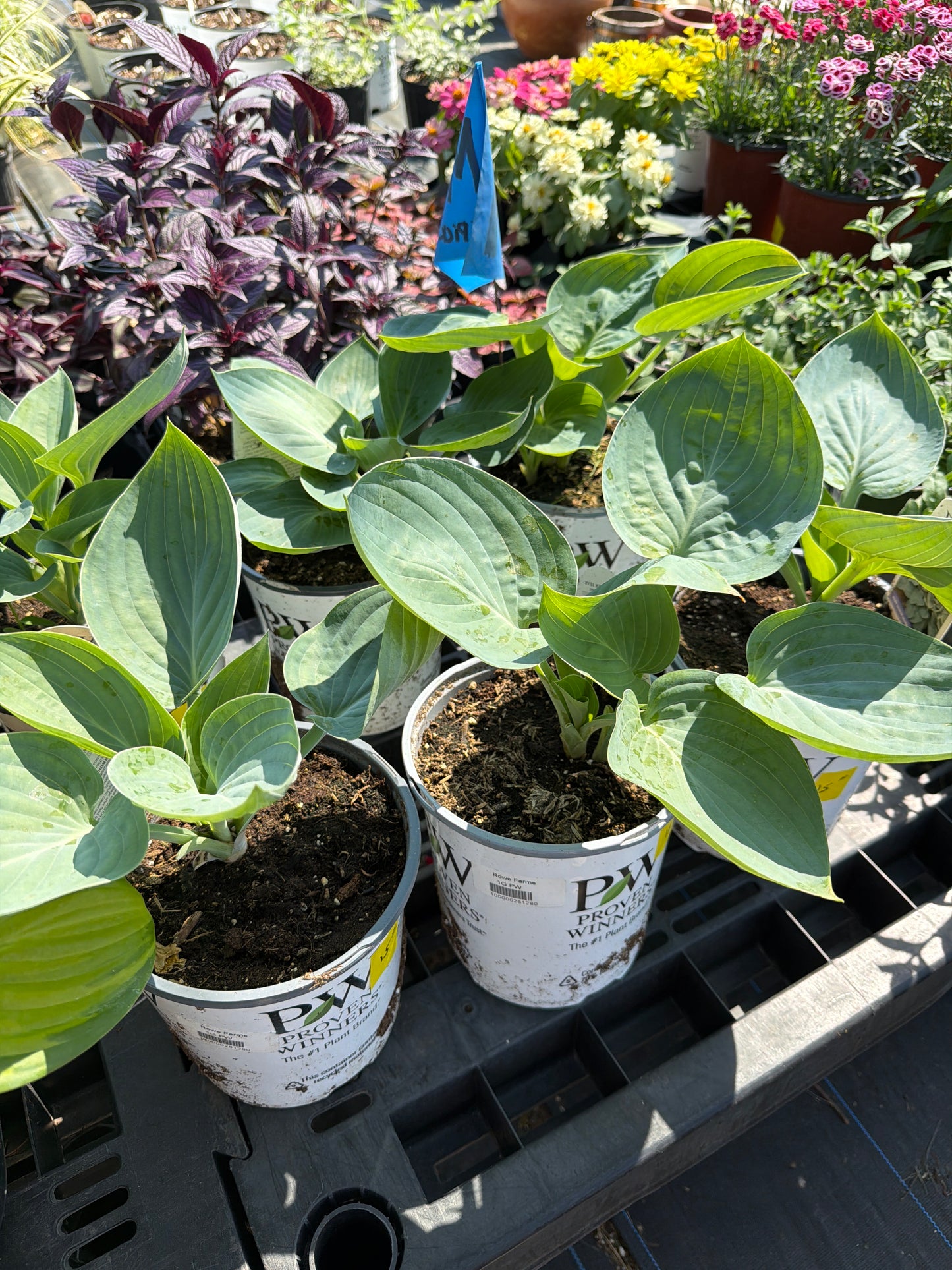 Hosta- PW
