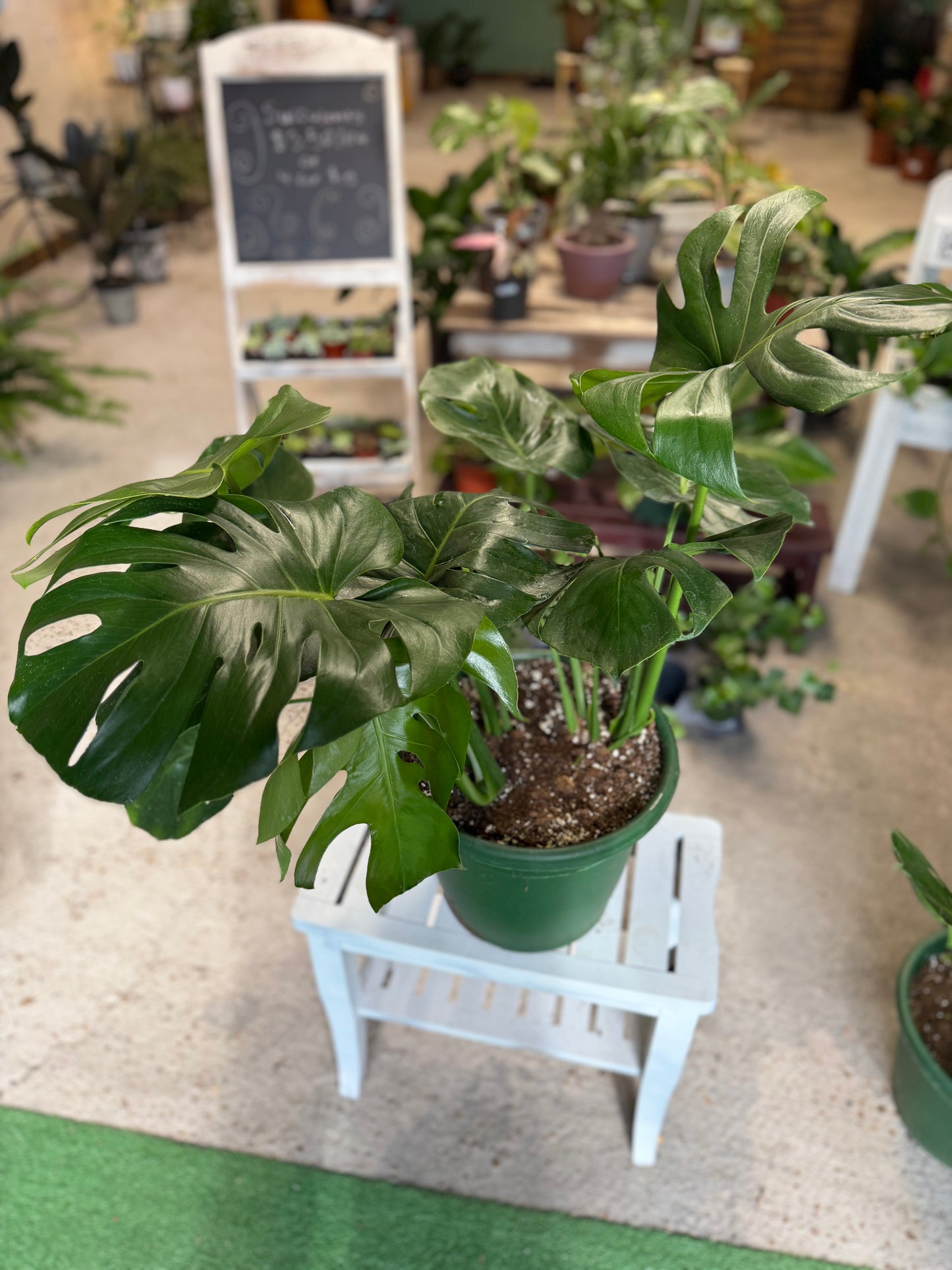 Monstera- Split Leaf