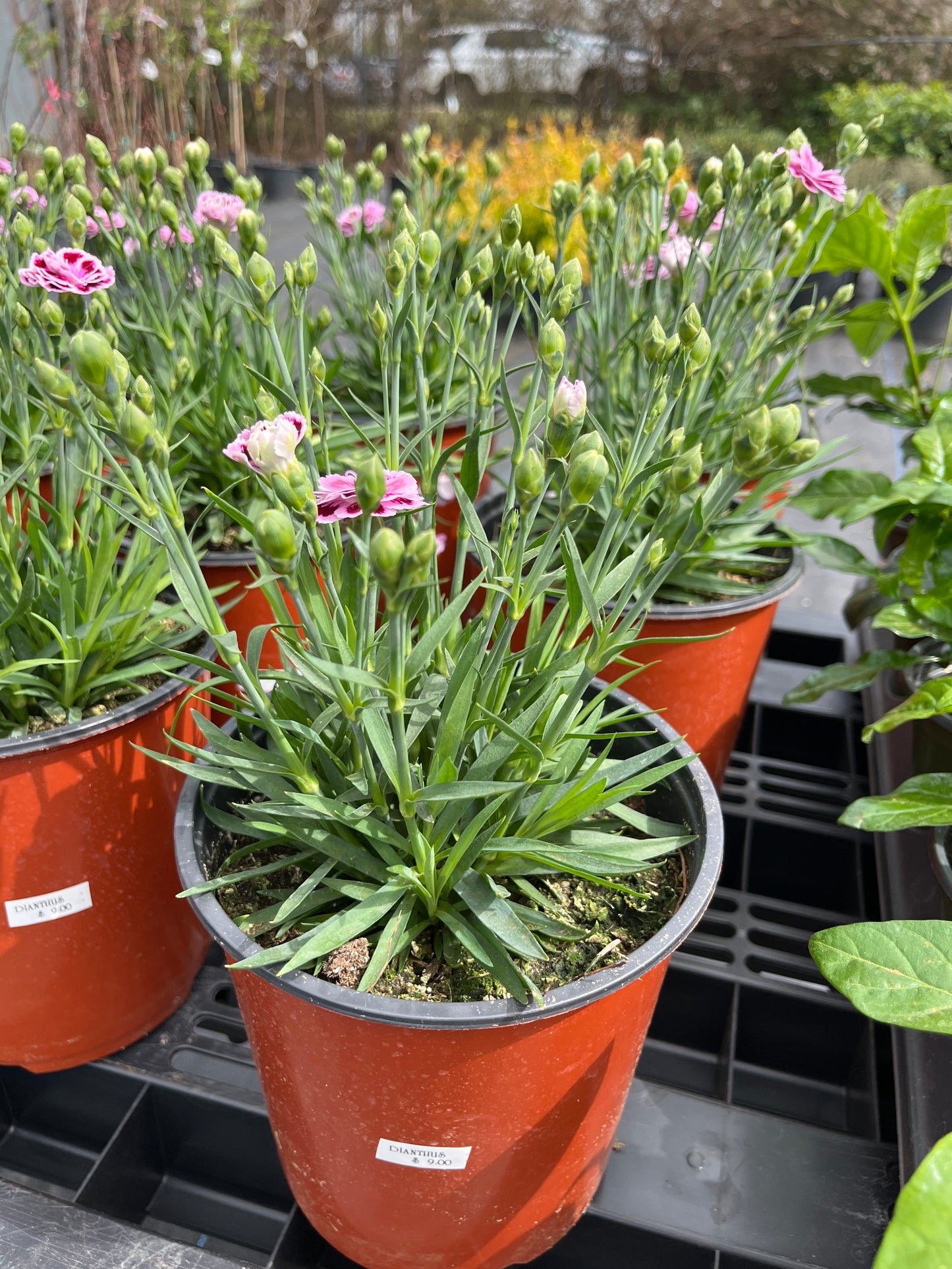 Dianthus