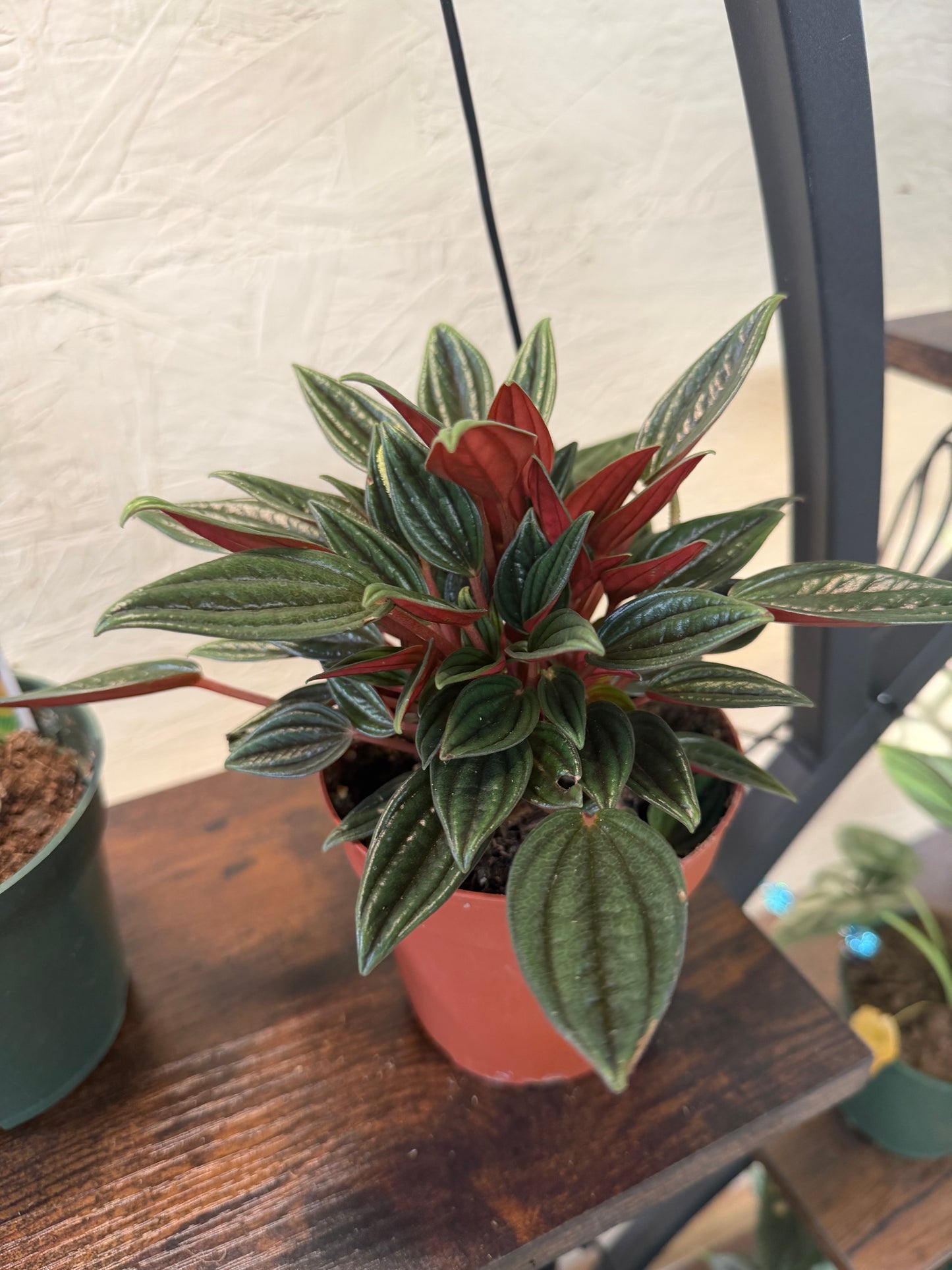 Peperomia -Rosso