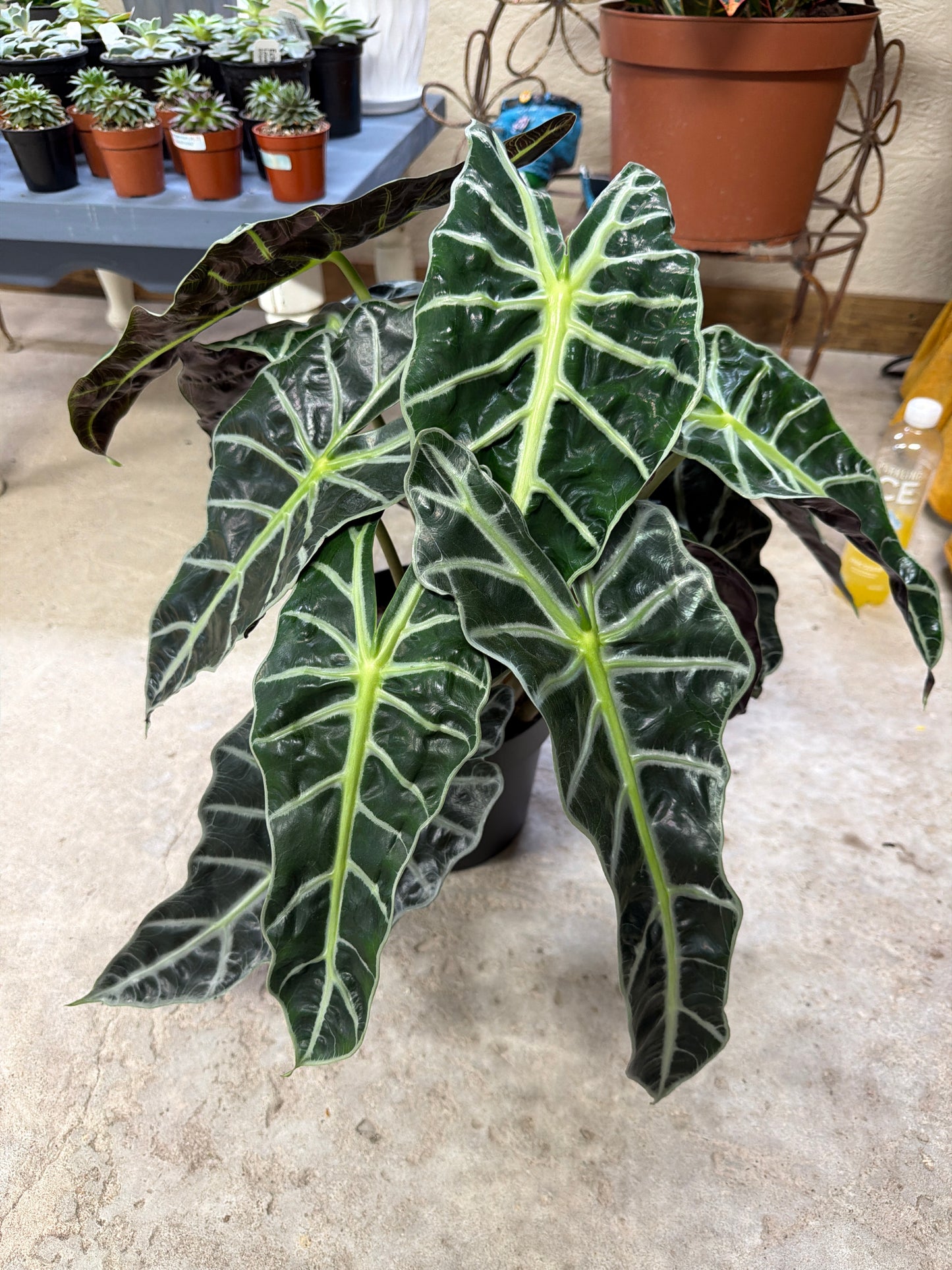 Alocasia- Amazonica