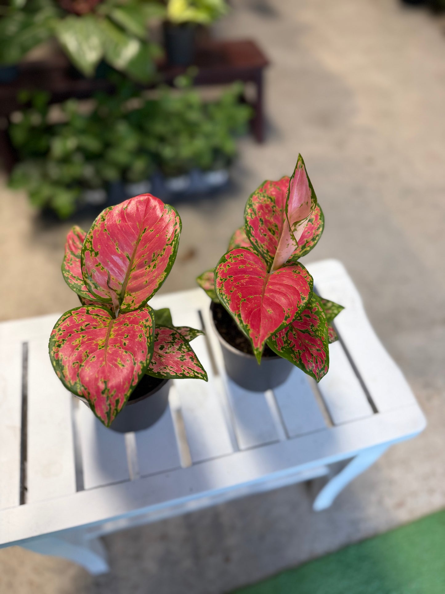 Aglaonema- Red Secret
