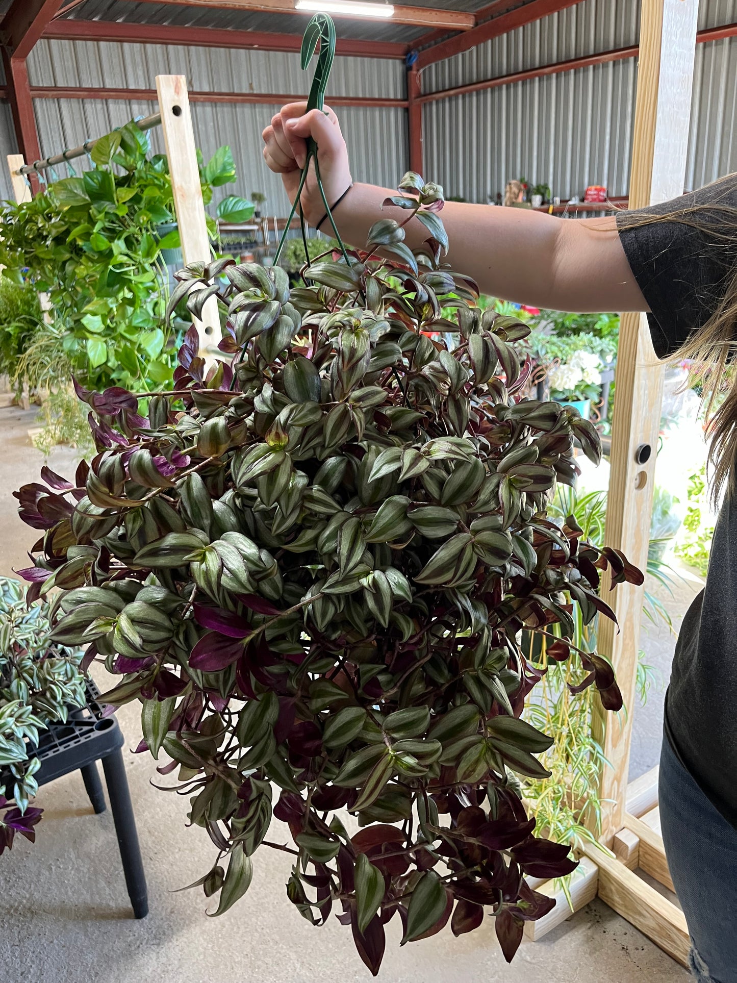 Wandering Jew Hanging Basket