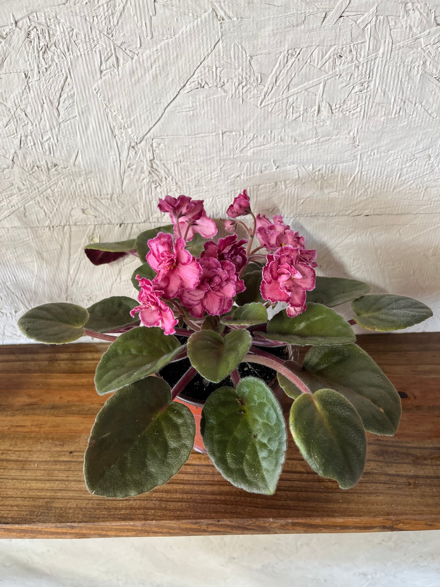 African Violet