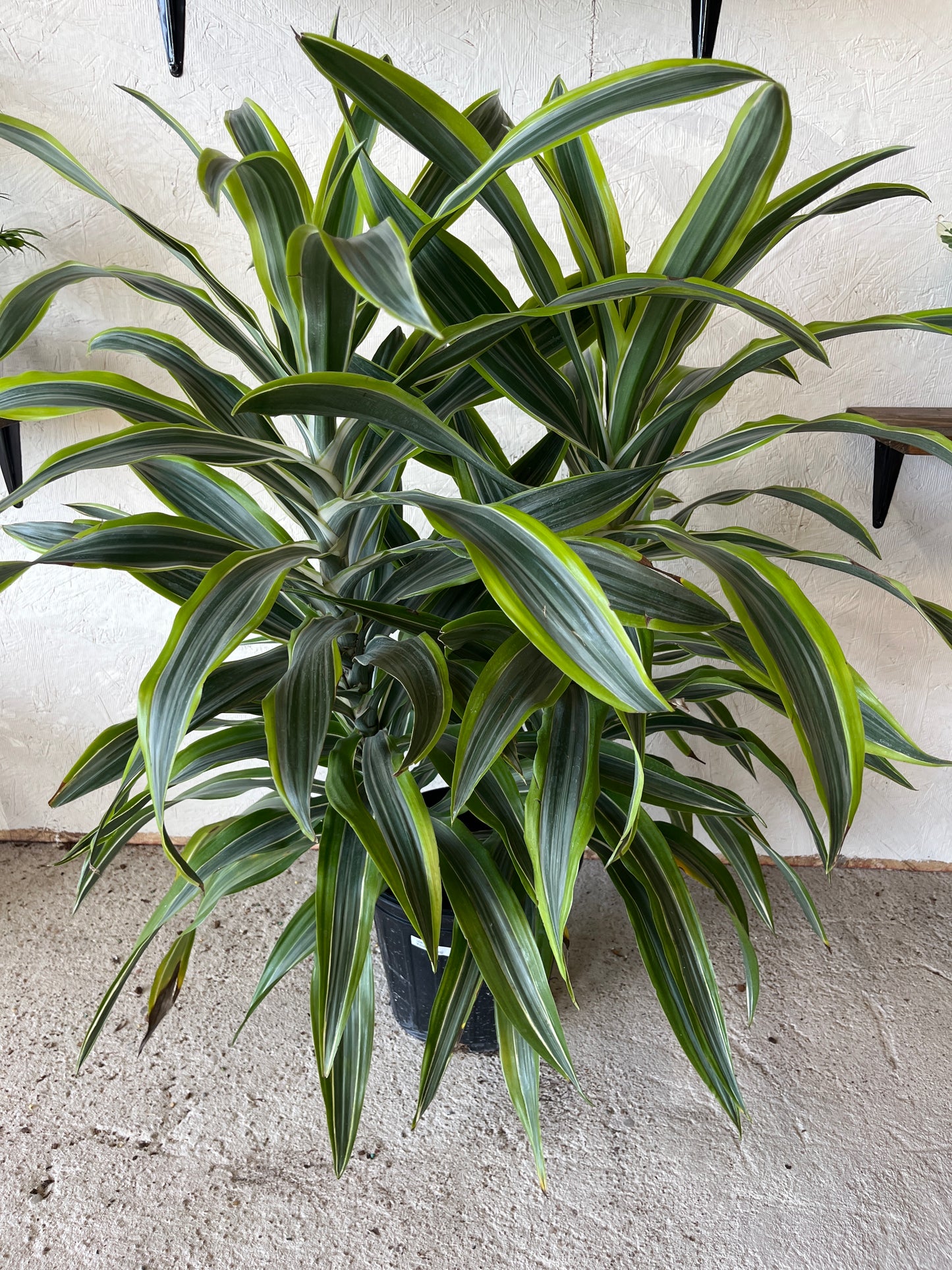 Dracaena Warnekii