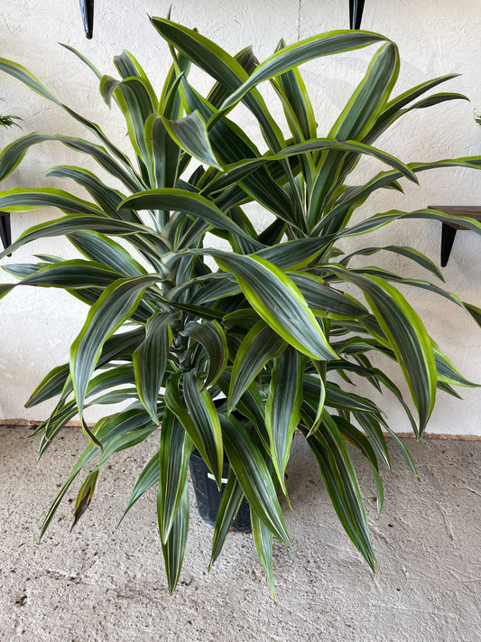 Dracaena Warnekii
