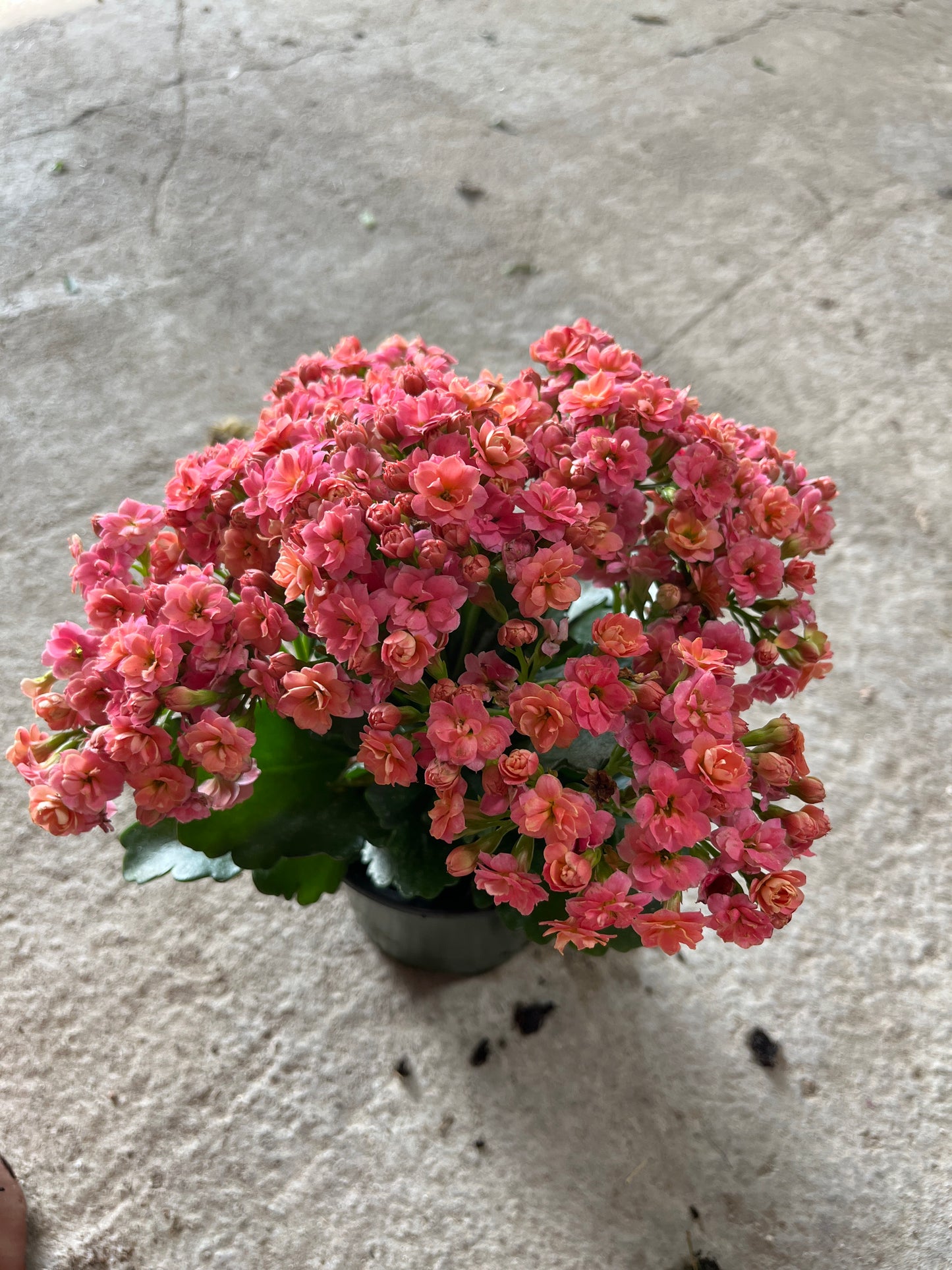 Kalanchoe Perfecta Double