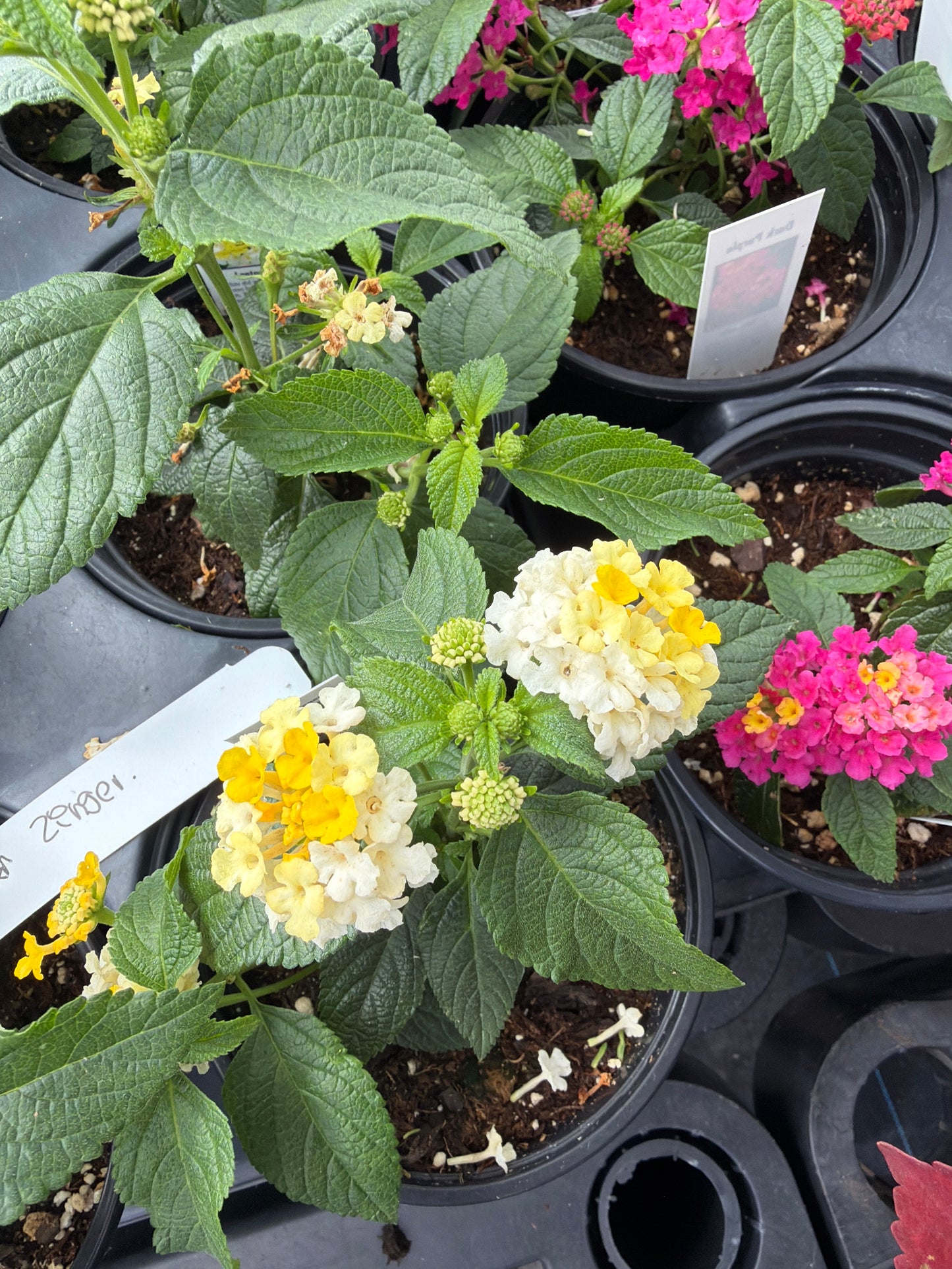 Lantana