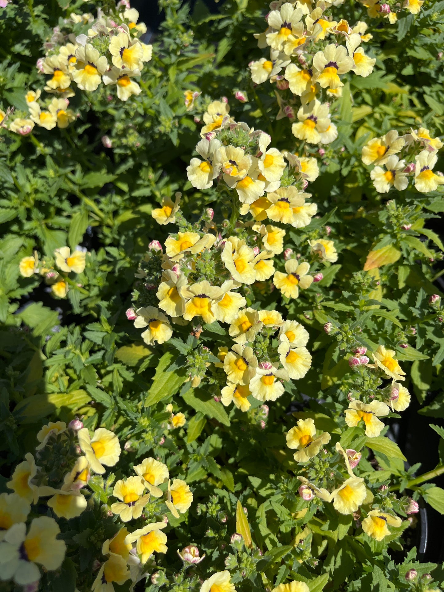 Nemesia